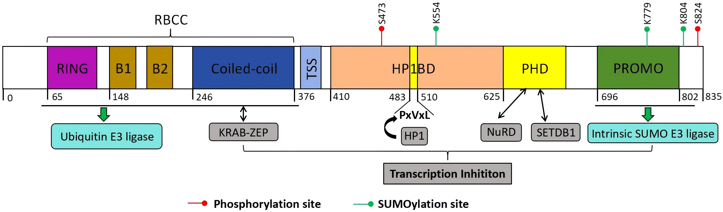 Diagram illustrating a protein domain structure. It includes RING, B1, B2, Coiled-coil, TSS, HP1BD, PHD, and PROMO domains. Phosphorylation and SUMOylation sites are marked. Functional annotations like Ubiquitin E3 ligase and Intrinsic SUMO E3 ligase are indicated, alongside interactions with KRAB-ZEP, NuRD, SETDB1, and transcription inhibition.