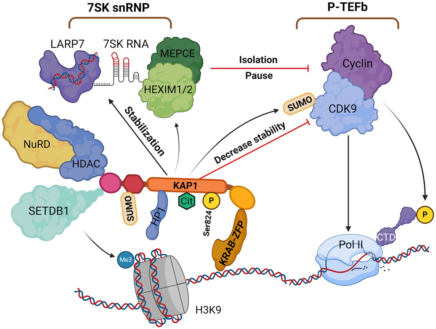 Diagram illustrating the interaction between 7SK snRNP and P-TEFb complex. The 7SK snRNP includes components like LARP7, 7SK RNA, MECPCE, and HEXIM1/2. The P-TEFb complex comprises Cyclin and CDK9. Arrows indicate interactions, including stabilization and decreased stability involving KAP1, SUMO, and KRAB-ZFP. Additional elements include NuRD, HDAC, SETDB1, and their roles in transcription regulation through Pol II, HP1, and modifications like Me3 and Cit. The flow of interactions affects the transcription process on DNA.