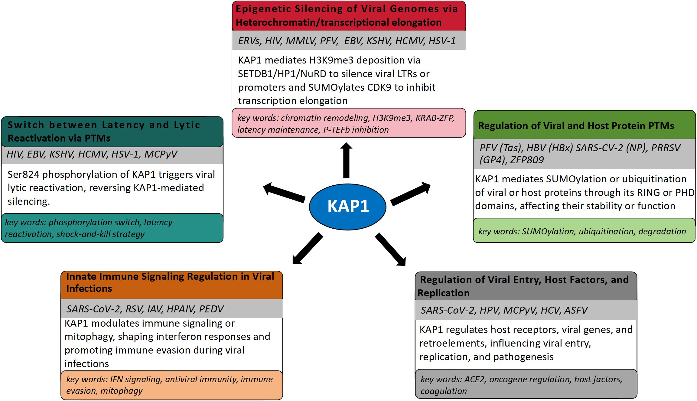 Diagram illustrating the functions of KAP1 in viral genome regulation. Center displays “KAP1” with five arrows pointing to connected processes: Epigenetic Silencing, Latency and Lytic Reactivation, Viral and Host Protein Regulation, Immune Signaling in Infections, and Regulation of Viral Entry. Each process lists relevant viruses and a description of KAP1's role. Keywords highlight the specific mechanisms involved in each function.