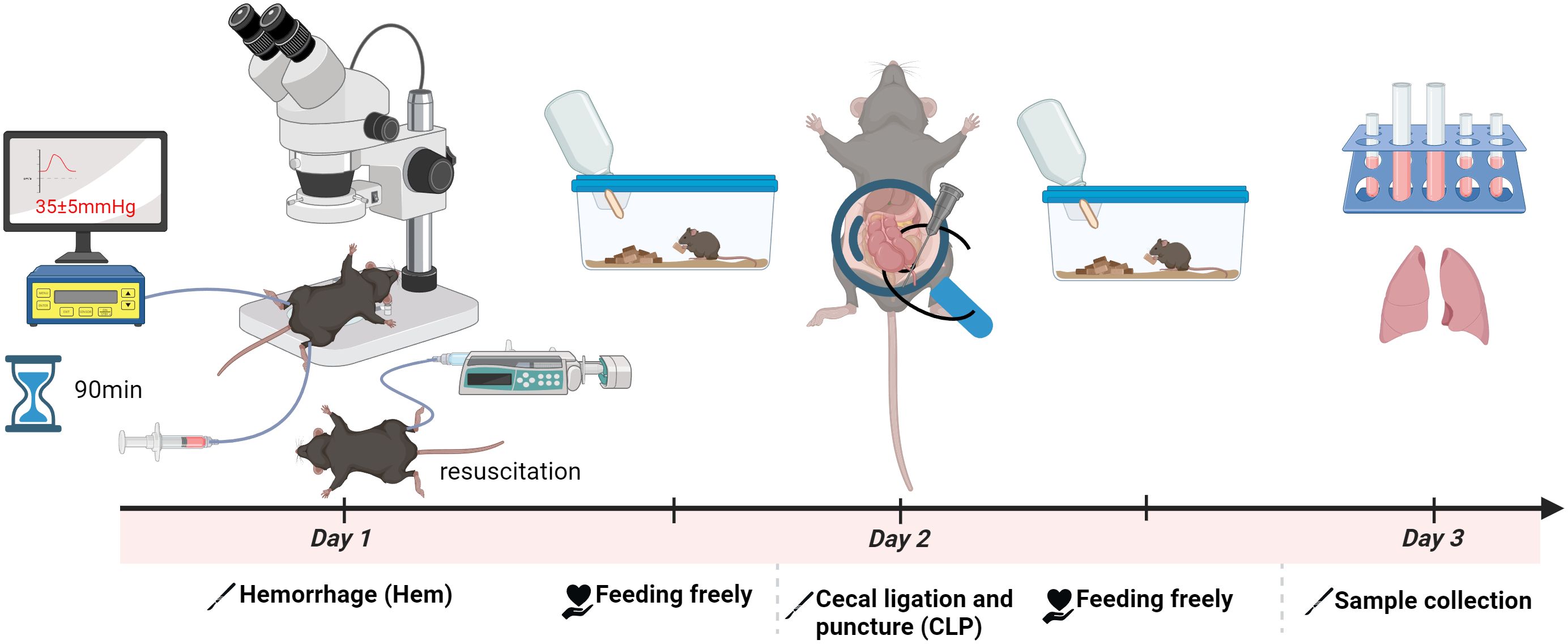 Experimental timeline illustrating a study on mice. Day 1 involvesinducing hemorrhage and 90-minute resuscitation. Day 2 includes cecal ligation and puncture. Mice feed freely throughout. Day 3 involves sample collection, indicated by lung illustrations and test tubes.