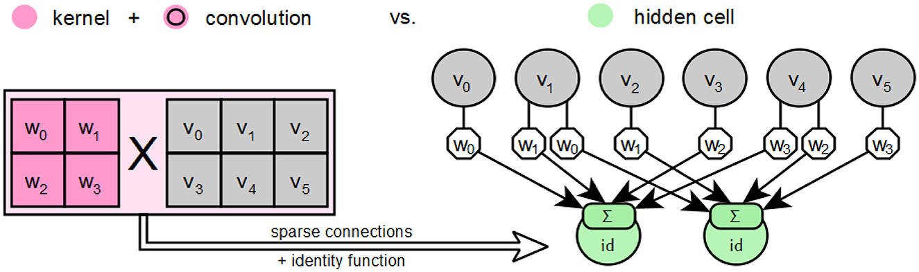 Illustration comparing a convolution operation and a hidden cell structure. On the left, a two-by-two kernel matrix labeled with weights w0 to w3 is convolved with a six-element vector v0 to v5. On the right, the vector elements connect through weights w0 to w3 to two hidden cells, shown in green, with labels indicating summation and identity functions. Sparse connections are depicted with arrows.
