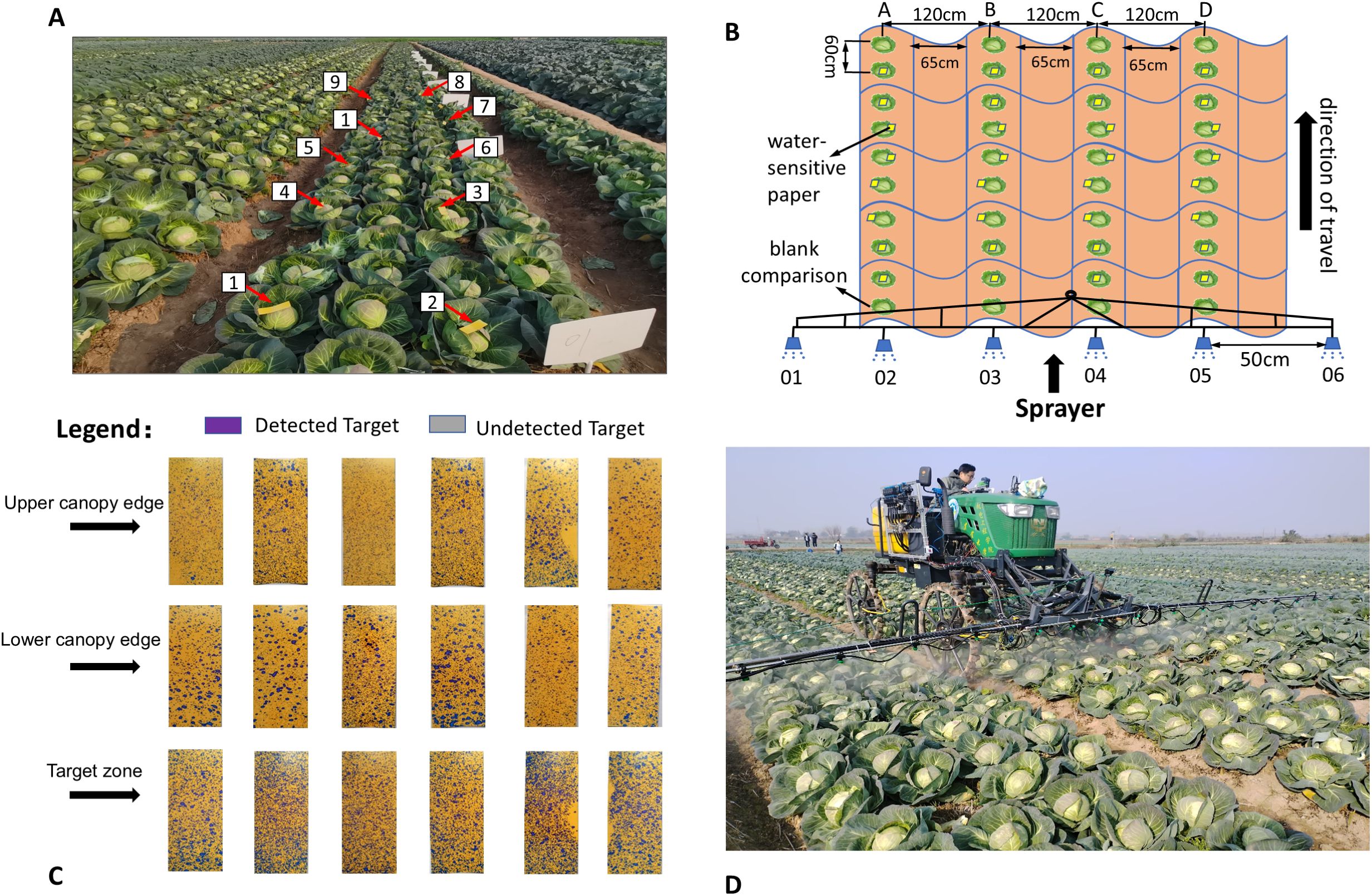 A field with rows of cabbage, marked with numbers and arrows indicating targets (A). A schematic showing the sprayer pattern over cabbages, highlighting water-sensitive paper placement (B). The legend differentiates detected from undetected targets across canopy edges and target zones (C). A tractor-mounted sprayer in operation over cabbage rows (D).