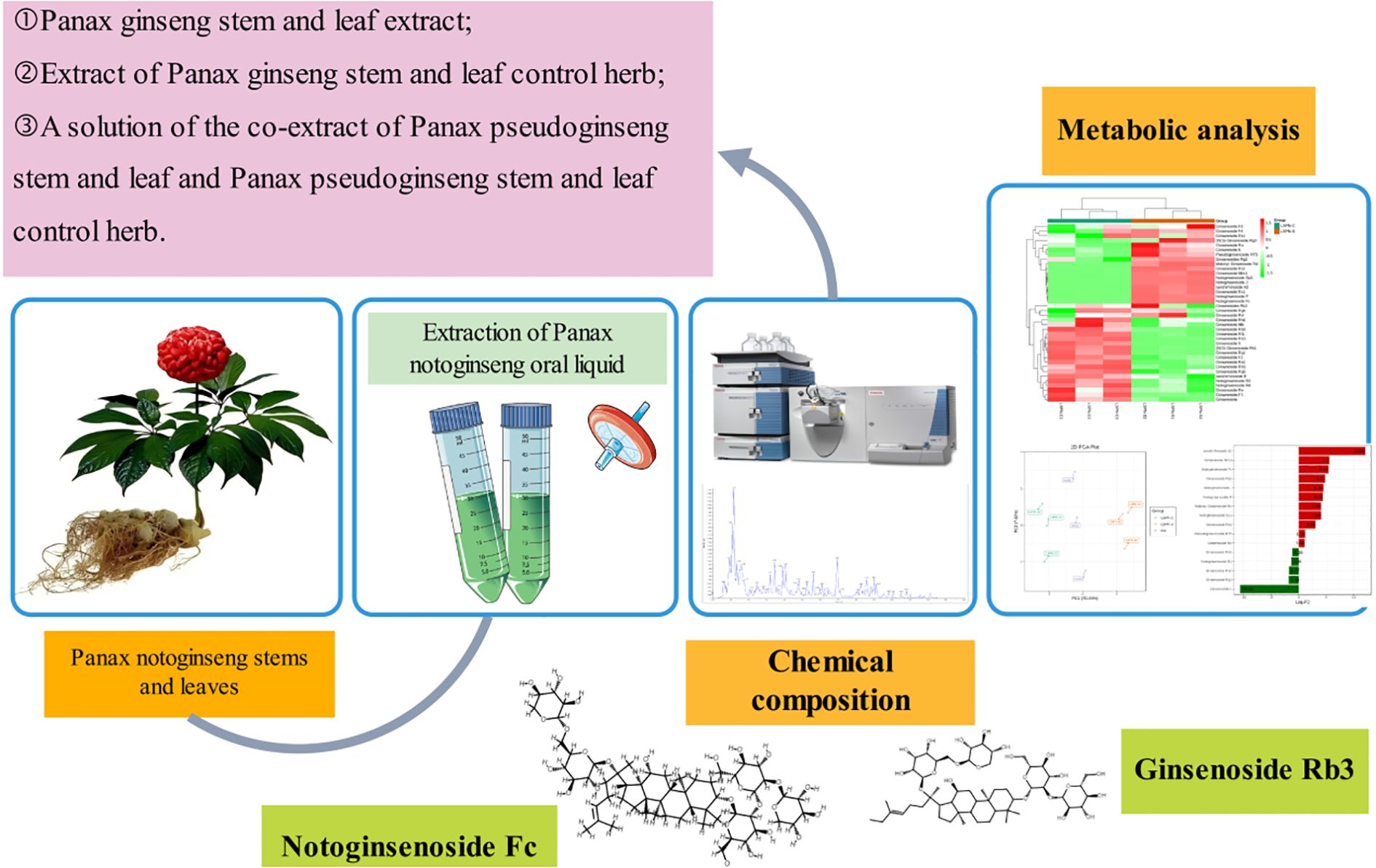 Flowchart illustrating the extraction and analysis process of Panax notoginseng. It includes images of the plant, extraction apparatus, and analytical equipment. The process steps lead to a chemical composition analysis and a metabolic analysis displayed as graphs. Molecular structures of Notoginsenoside Fc and Ginsenoside Rb3 are shown at the bottom.