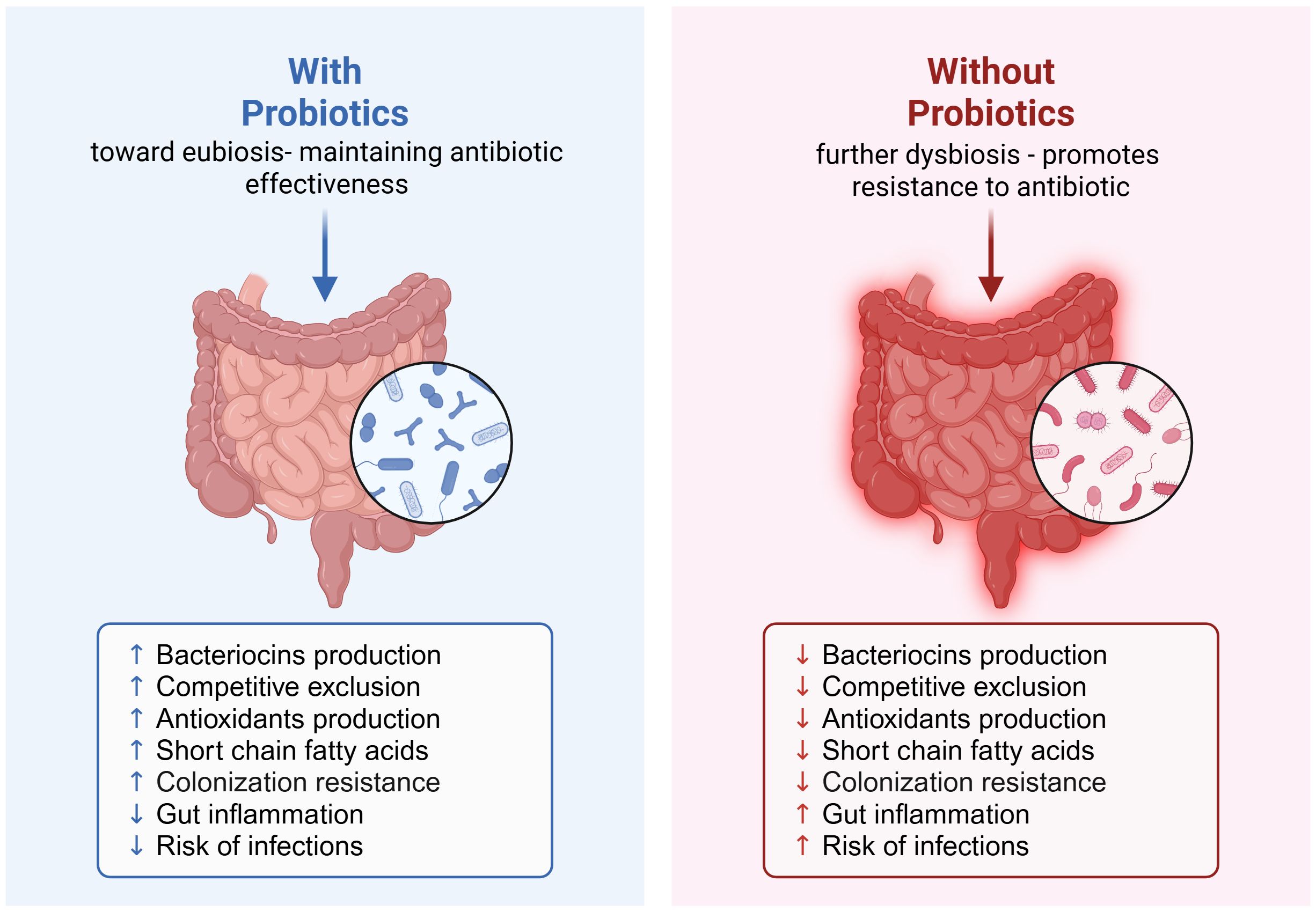 Graphic comparing gut health with and without probiotics. The left side, labeled “With Probiotics,” shows a healthy intestine promoting eubiosis and antibiotic effectiveness, with increased bacteriocins, competitive exclusion, antioxidants, short-chain fatty acids, colonization resistance, and decreased inflammation and infection risk. The right side, labeled “Without Probiotics,” depicts a compromised intestine promoting dysbiosis and antibiotic resistance, with decreased bacteriocins, competitive exclusion, antioxidants, short-chain fatty acids, colonization resistance, and increased inflammation and infection risk.