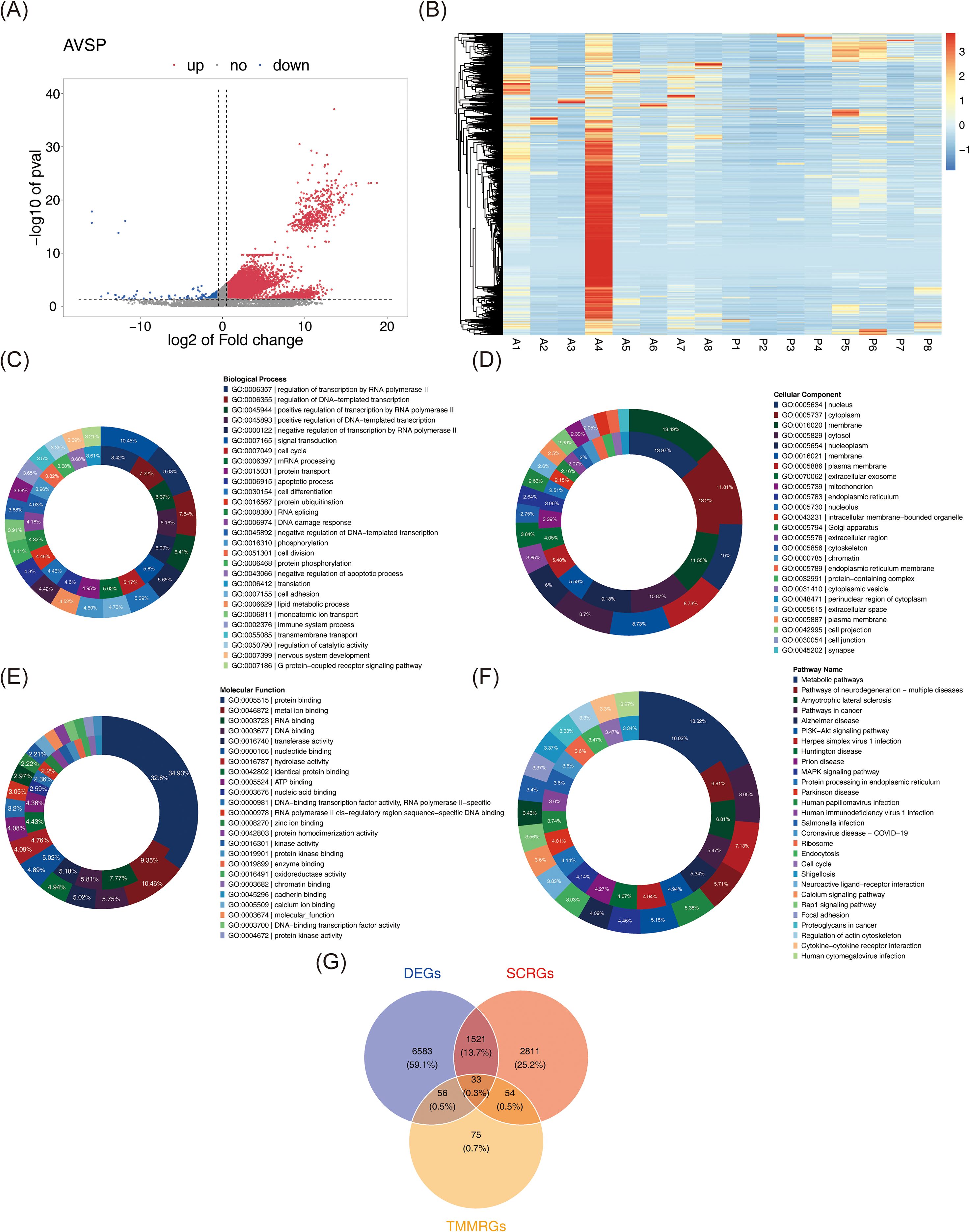 The image contains multiple panels with graphs and charts related to gene expression analysis. Panel (A) is a volcano plot showing the relationship between fold change and p-value, highlighting upregulated and downregulated genes. Panel (B) is a heatmap illustrating gene expression levels across various samples. Panels (C) to (F) are circular charts depicting the distribution of biological processes, cellular components, molecular functions, and pathways, each labeled with specific categories and percentages. Panel (G) is a Venn diagram showing the overlap between differentially expressed genes (DEGs), specific gene clusters (SCRGs), and thermogenesis-related genes (TMMRGs).