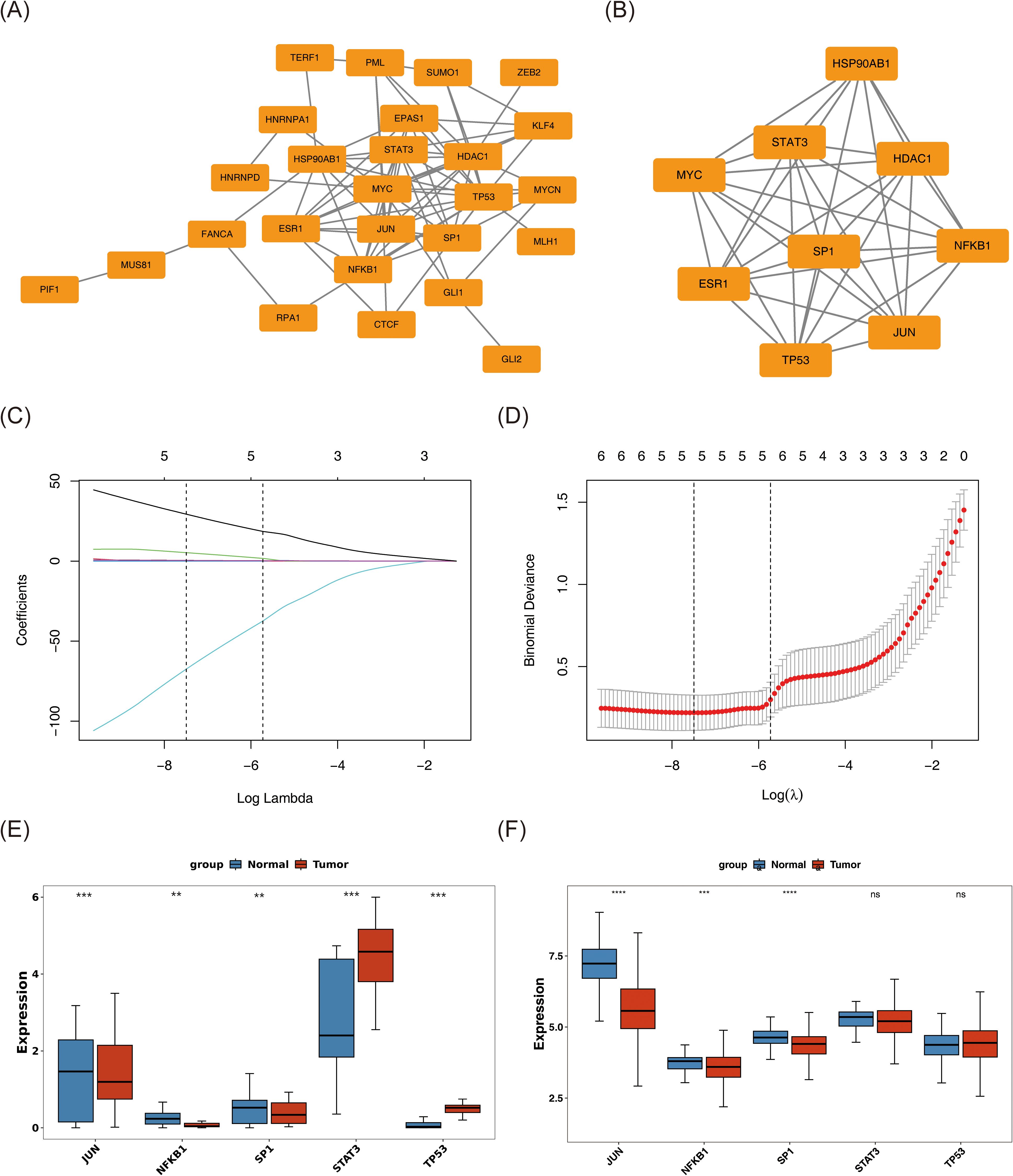 (A) Network diagram showing interactions among various genes, with labels such as TERF1, PML, and EPAS1. (B) A simplified network highlighting key genes like HSP90AB1 and STAT3. (C) Line graph of coefficients versus log lambda values, displaying multiple lines. (D) Plot of binomial deviance over log(Lambda) with error bars. (E) Box plots comparing gene expression levels of JUN, NFKB1, and others between normal and tumor groups. (F) Additional box plots for JUN, NFKB1, and others showing expression in the same groups.