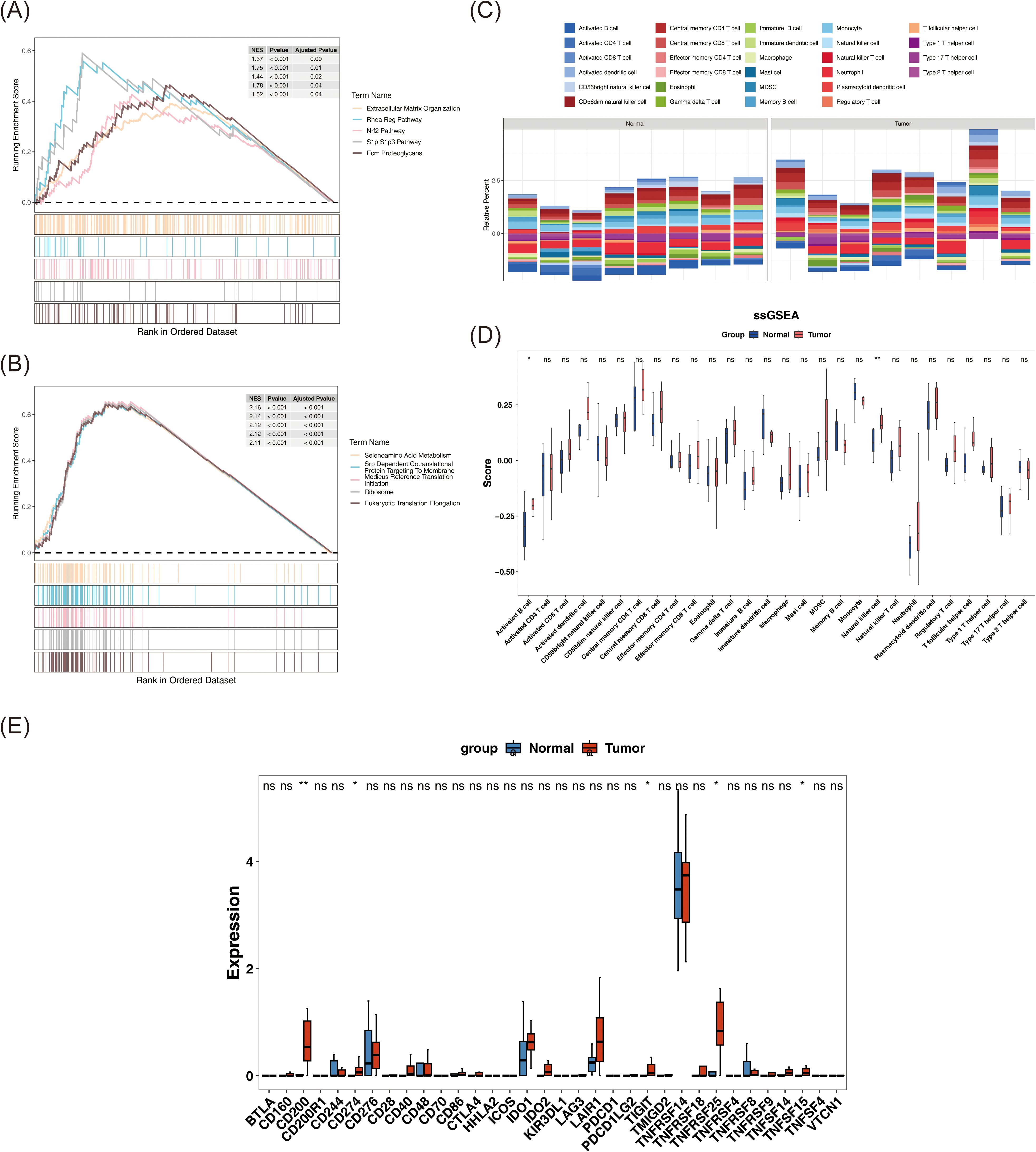 Panel (A) shows a line graph of running enrichment scores for specific terms across an ordered dataset. Panel (B) displays a similar graph with different terms. Panel (C) is a stacked bar chart comparing immune cell types in normal versus tumor samples. Panel (D) presents a box plot of ssGSEA scores for various pathways in both groups. Panel (E) features a box plot comparing gene expression levels between normal and tumor groups across several genes.