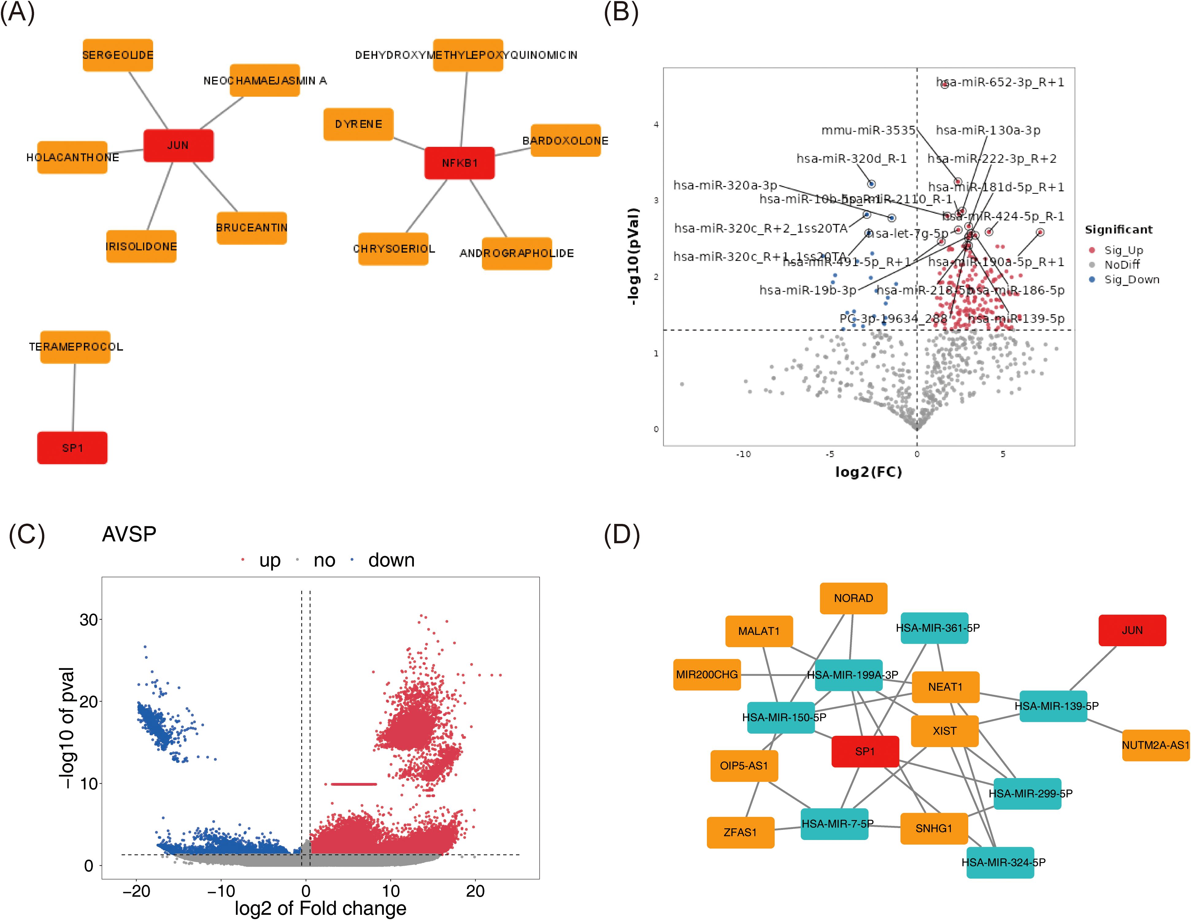(A) A network diagram showing interactions of genes JUN, NFKB1, and SP1 with various chemicals. (B) A volcano plot illustrating differential expression of miRNAs, highlighting significant changes. (C) Another volcano plot labeled AVSP, depicting data points divided into upregulated, non-differential, and downregulated categories. (D) A network diagram displaying connections between various genes and miRNAs, including SP1 and JUN.