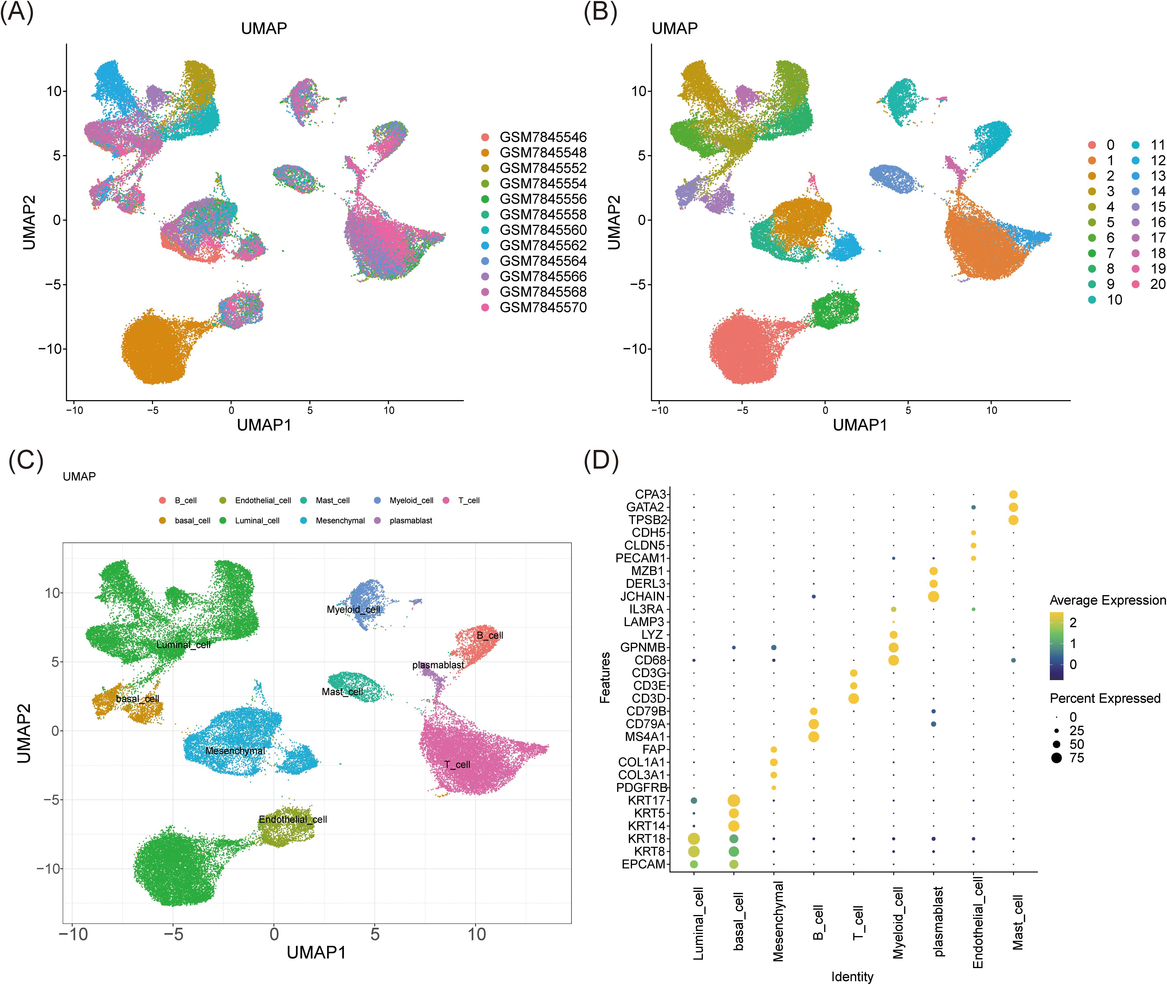 Four-panel image depicting UMAP plots and a dot plot analysis. Panel A and B show UMAP plots with clustering of cells labeled by sample identifiers. Panel C displays a UMAP plot with clusters labeled by cell type, including B cells, T cells, and others. Panel D is a dot plot representing gene expression across different cell identities, with varying dot sizes and colors indicating percent expression and average expression levels, respectively.