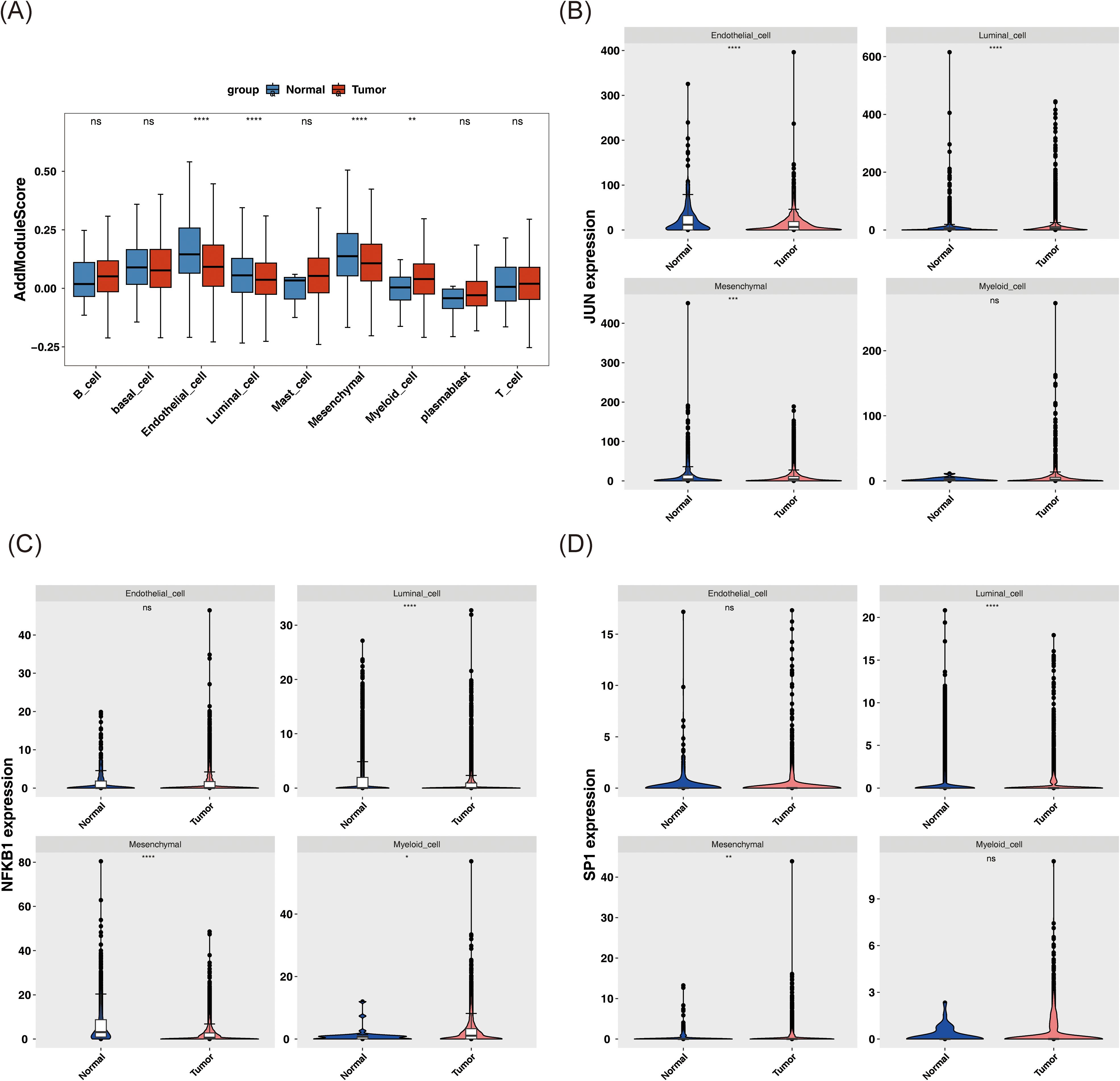 Grouped data visualization comprising four panels: (A) Box plots comparing AddModuleScore for various cell types between normal and tumor groups, with statistical significance indicated. (B) Violin plots showing JUN expression across endothelial, luminal, mesenchymal, and myeloid cells in normal versus tumor groups, with significance levels noted. (C) Violin plots for NFKB1 expression in the same cell types and conditions. (D) Violin plots illustrating SP1 expression, again comparing normal and tumor groups across the four cell types with statistical annotations.