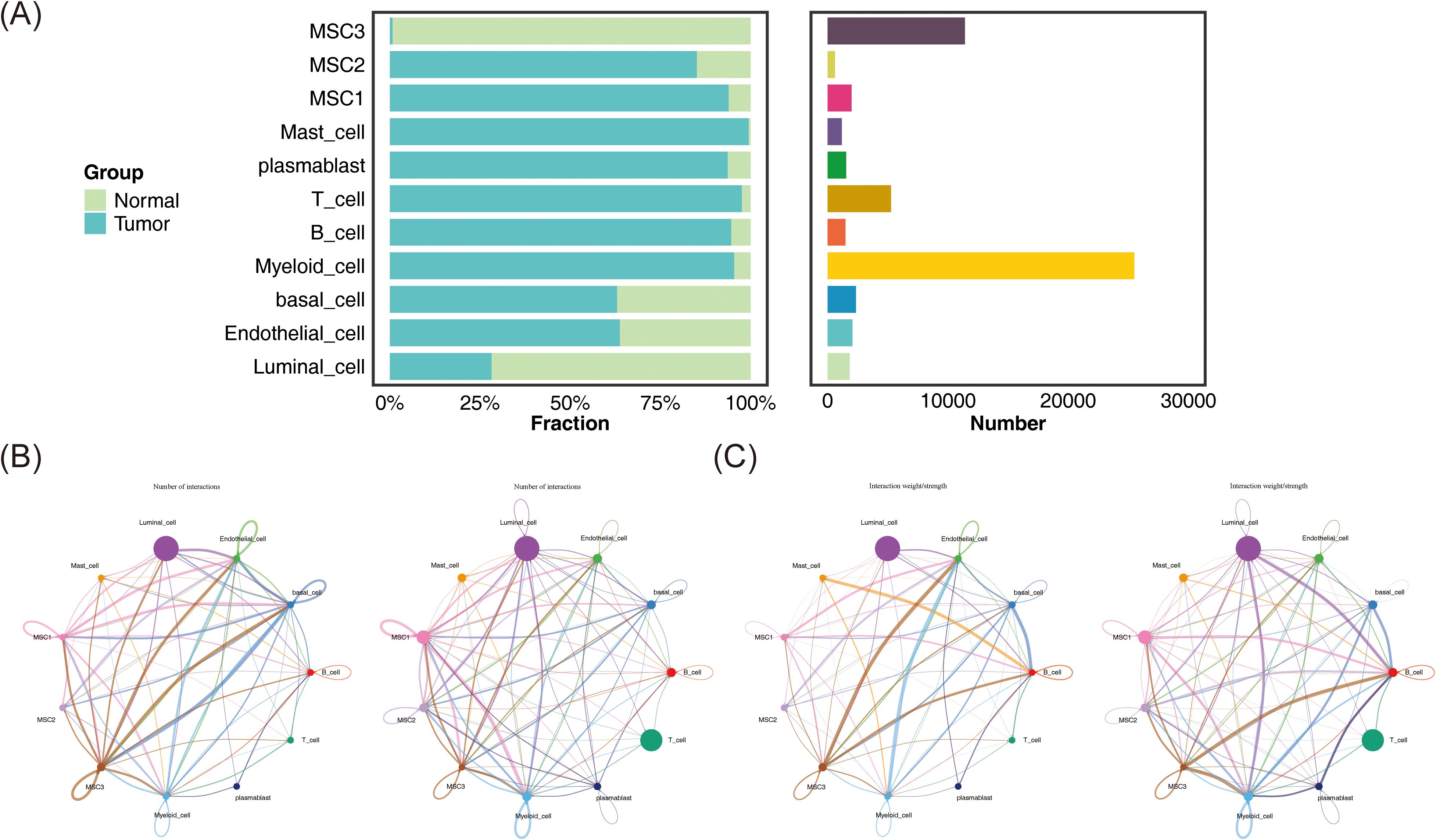 Two panels illustrate cell group data. Panel A shows bar charts with cell types on the y-axis and fractions and numbers on the x-axis, comparing normal and tumor groups. Panel B displays a circular network diagram of interactions among cell types, with lines indicating interaction numbers. Panel C features a similar network diagram, focusing on interaction weight/strength.