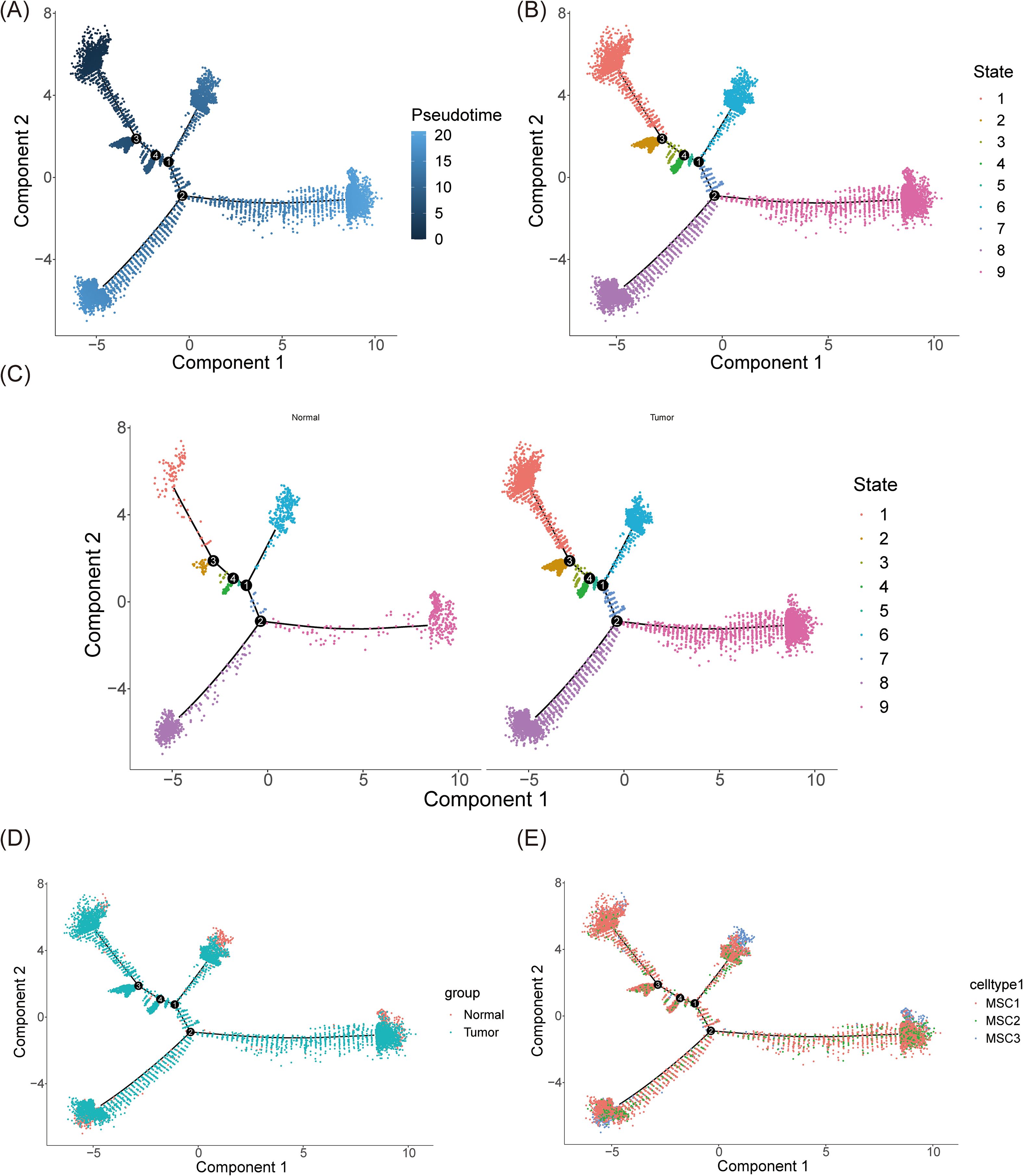 Graphical representation of cell data shown in five panels (A-E). A: Scatter plot with color gradient indicating pseudotime phases from zero to twenty on axes labeled Component 1 and Component 2. B: Scatter plot with cells in nine different states, color-coded, on the same axes. C: Dual scatter plots comparing normal cells and tumor cells, both color-coded by state, on similar axes. D: Scatter plot distinguishing normal and tumor groups, color-coded. E: Scatter plot categorizing cell types MSC1, MSC2, and MSC3, color-coded. Indicated pathways demonstrate cell progression.