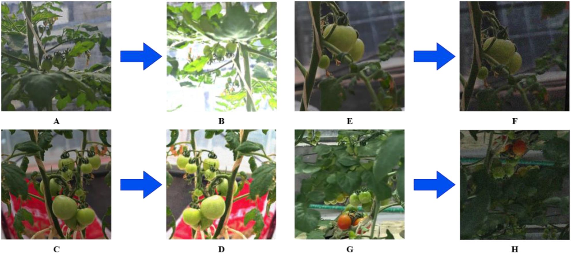 Series of eight images labeled A to H show tomato plants at various growth stages. Starting from small green tomatoes, the sequence progresses to larger, partially red tomatoes. Each transition is indicated by a blue arrow. The images depict changes in fruit size and color over time.