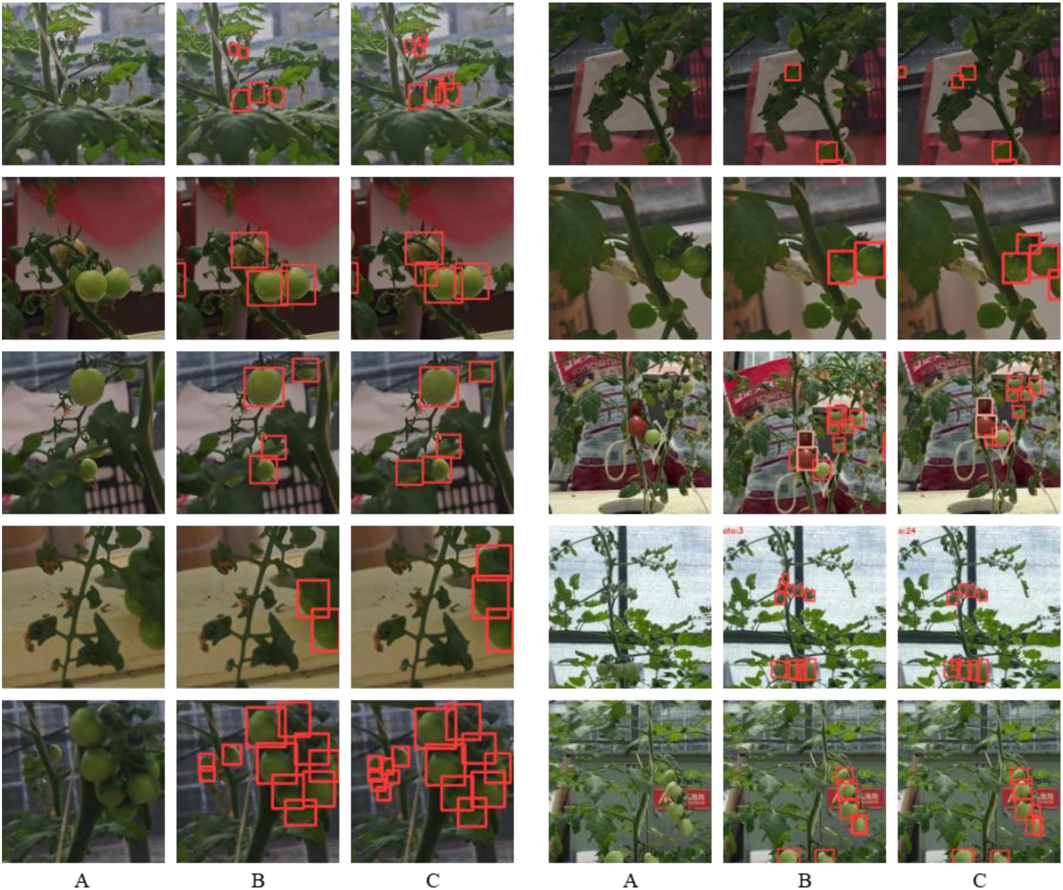 Nine-panel image comparing tomato plant detection methods. Each column represents a different method labeled A, B, and C. Images show tomato plants with red boxes highlighting detected areas. Each row displays varying angles and stages of tomato growth, illustrating the effectiveness of each method.