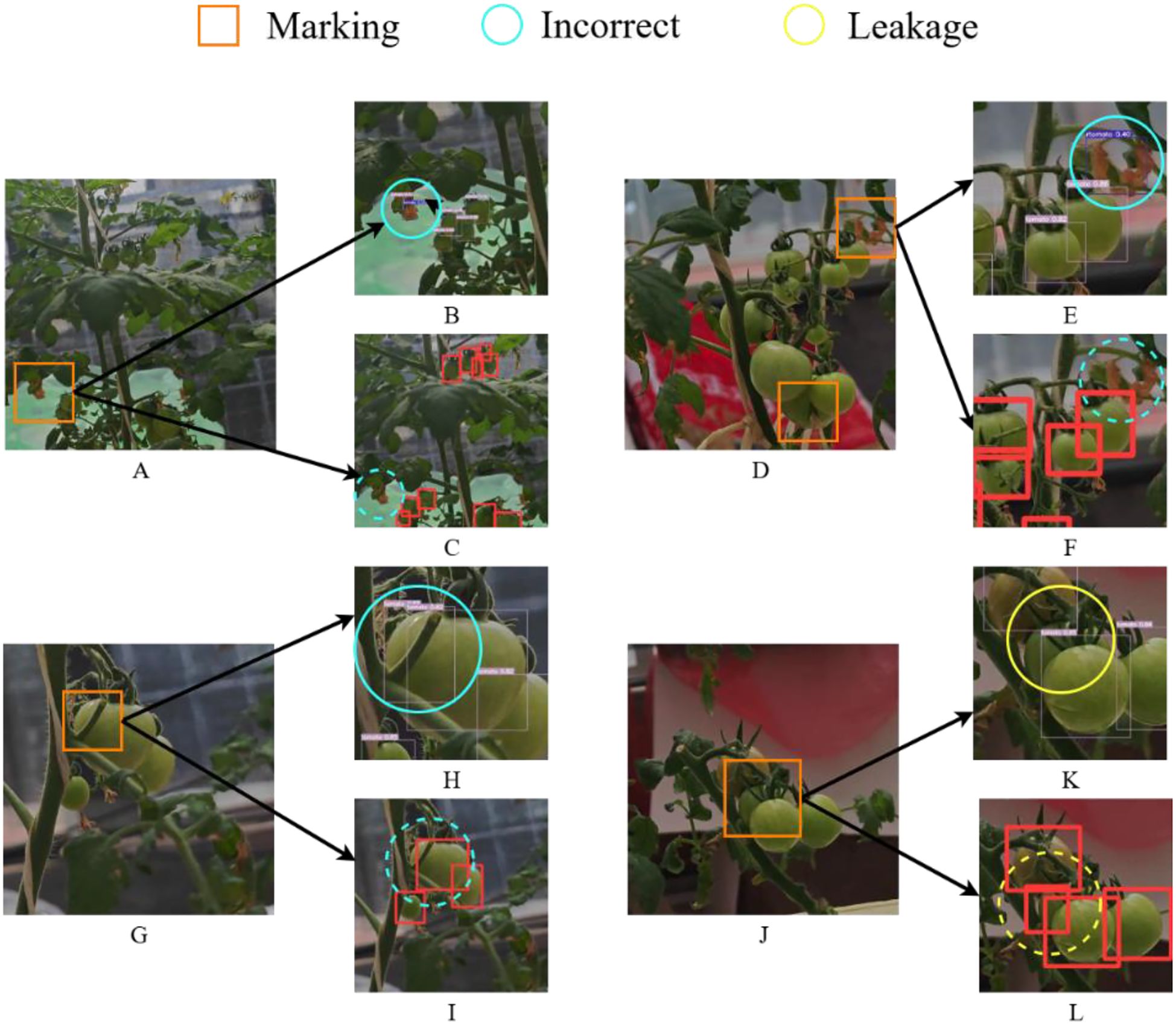 Composite image showing tomato plants with annotations. Images A, D, G, and J highlight marking areas with orange rectangles. Images B, E, and H showcase incorrect detections with blue circles. Images C, F, I, and L display instances of leakage with red rectangles and yellow circles. Each smaller image is connected by arrows to the main images, emphasizing different aspects of detection and annotation on the plants.