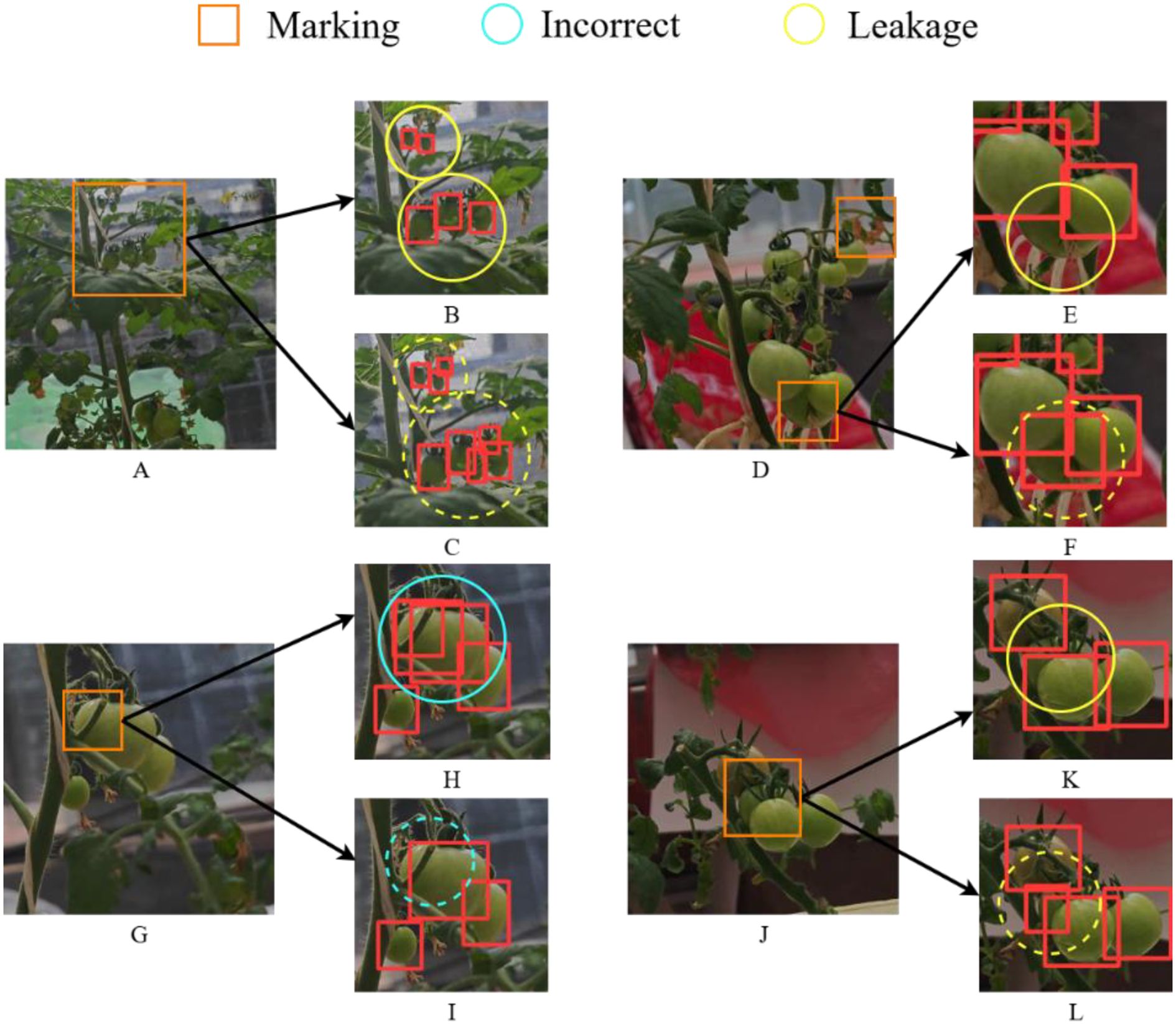 Image of multiple photographs showing tomato plants with annotation boxes. Annotations include orange squares for “Marking,” blue circles for “Incorrect,” and yellow circles for “Leakage.” Each main image (A, D, G, J) has arrows pointing to zoomed-in sections (B, C, E, F, H, I, K, L) with annotations highlighting specific areas on the plants.