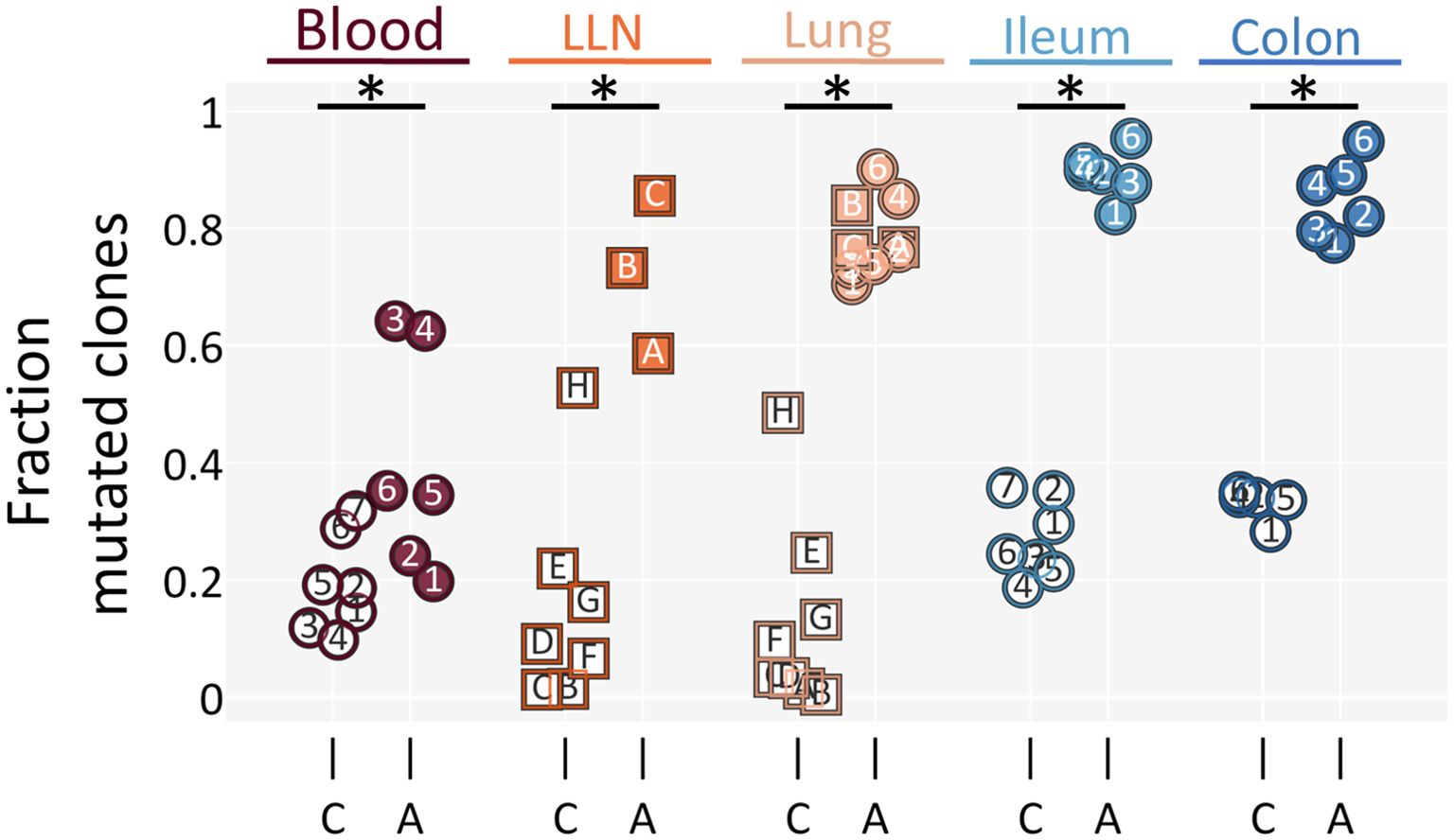 Scatter plot showing the fraction of mutated clones across five tissue types: Blood, LLN, Lung, Ileum, and Colon. Each group labeled with an asterisk (*) contains various numbered circles representing data points. The y-axis ranges from 0 to 1, indicating the fraction of mutated clones. Categories C and A are identified at the bottom for each tissue type.