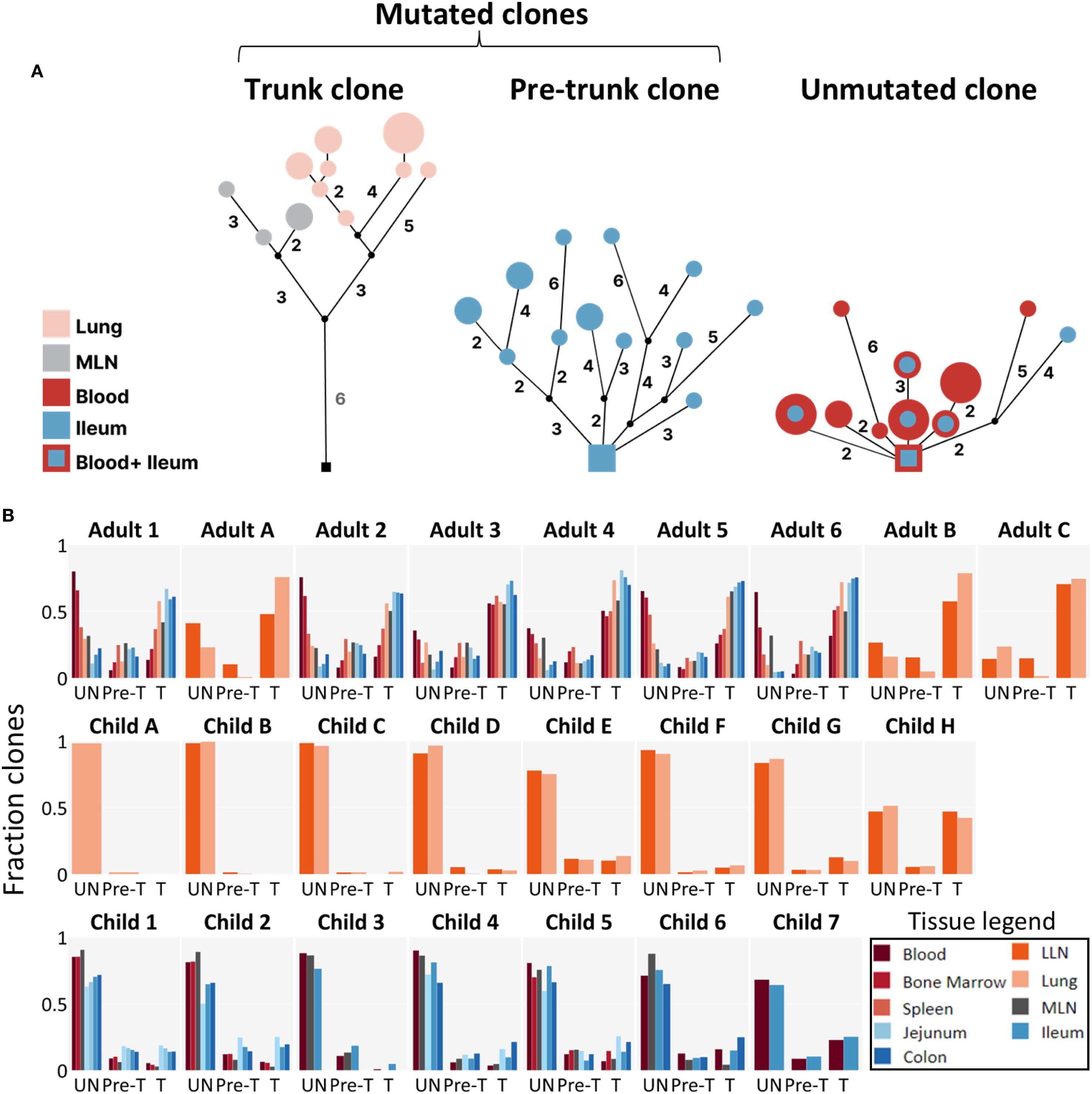 Diagram illustrating mutated and unmutated clones in tissues. Section A shows lineage trees for trunk, pre-trunk, and unmutated clones in various tissues: lung, MLN, blood, ileum, and blood plus ileum. Section B presents bar charts of clone fractions in adults and children across tissues: blood, bone marrow, spleen, jejunum, colon. The tissue types are color-coded.