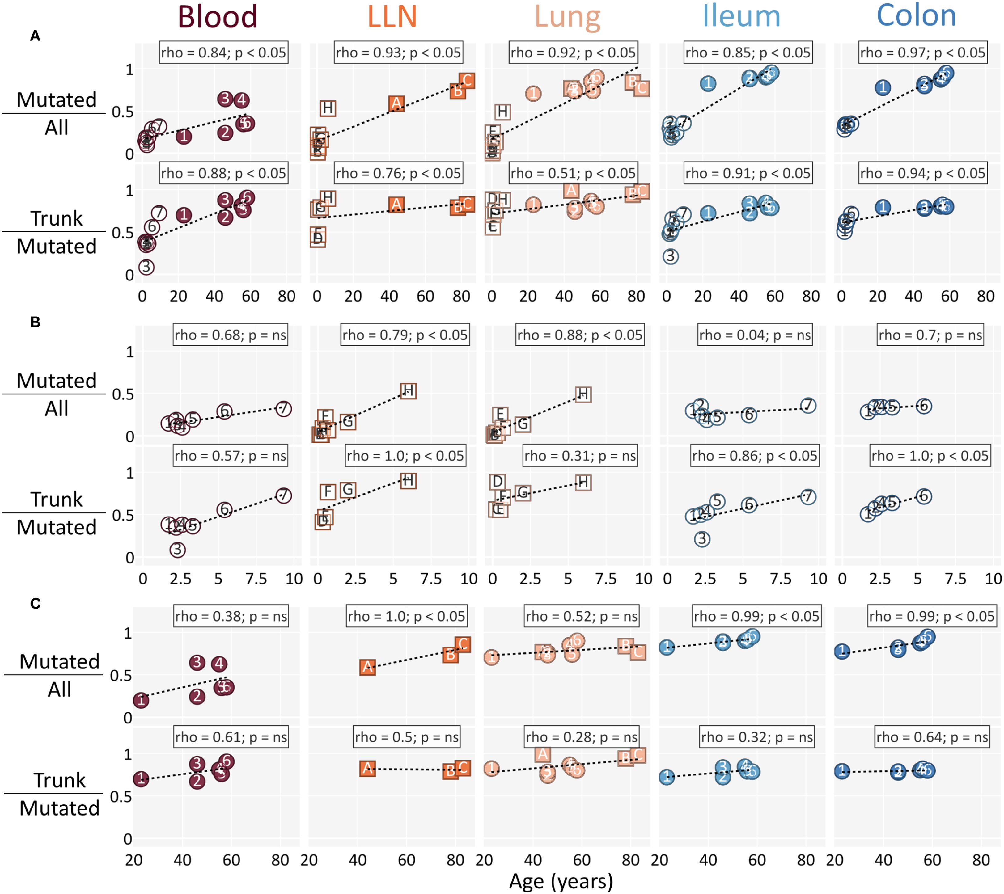Scatter plots displaying correlation between age and mutation frequency in different tissues: Blood, LLN, Lung, Ileum, and Colon. Plots are divided into three sections (A, B, C) and further categorized as Mutated All and Trunk Mutated. Statistical measures like rho values and significance are indicated, showing varying degrees of correlation across tissues and categories. Each section demonstrates distinct data patterns, with Blood and Lung showing higher correlations, whereas Ileum and Colon exhibit variable trends.