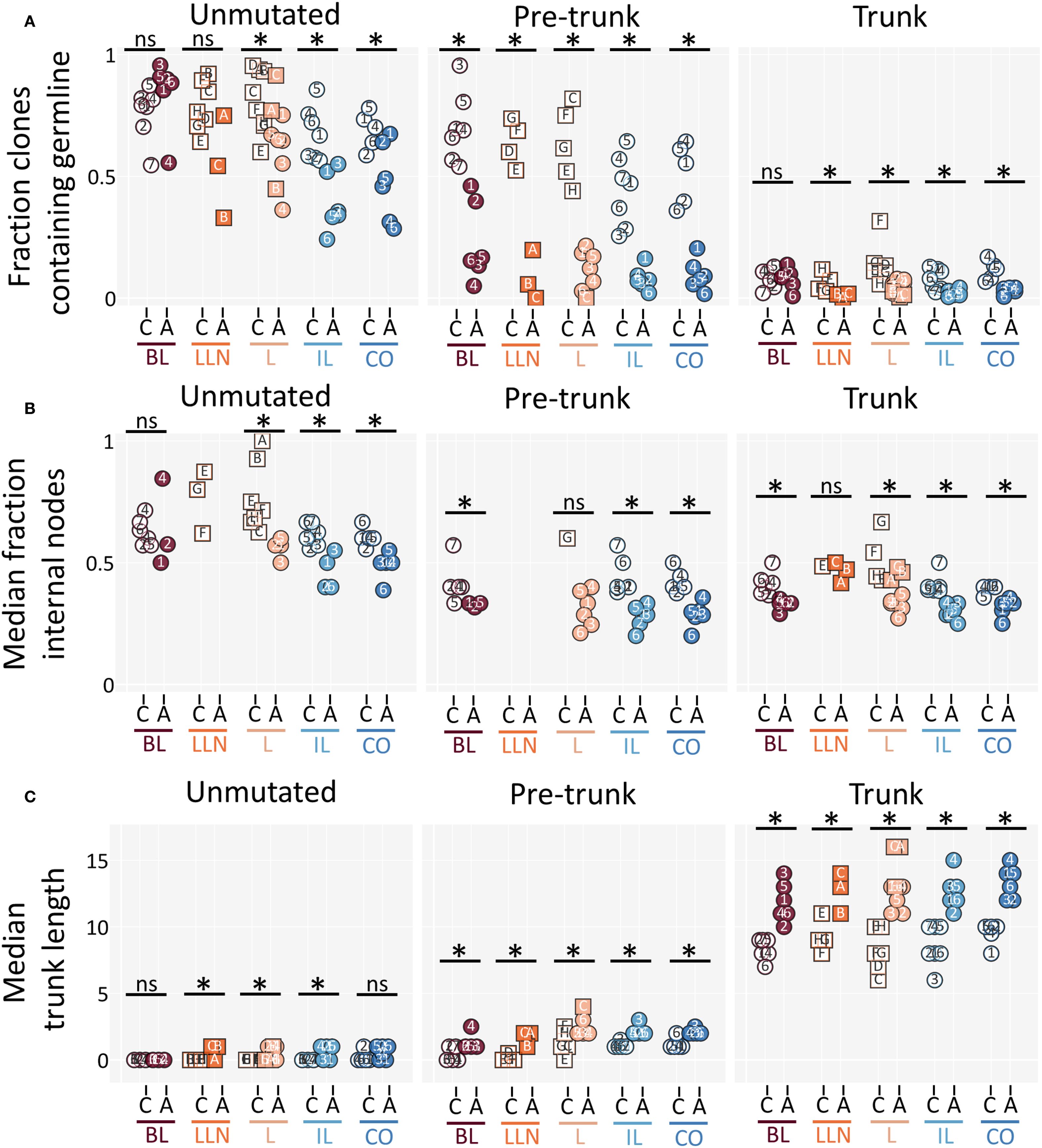 Three scatter plots titled A, B, and C, comparing various factors across datasets labeled as unmutated, pre-trunk, and trunk. Plot A shows “Fraction clones containing germline” across five colored categories, indicating differences with statistical significance denoted by asterisks and “ns” for non-significant. Plot B shows “Median fraction internal nodes,” and Plot C shows “Median trunk length,” each with similar comparisons and statistical markers. The plots emphasize differences across categories BL, LLN, L, IL, and CO.