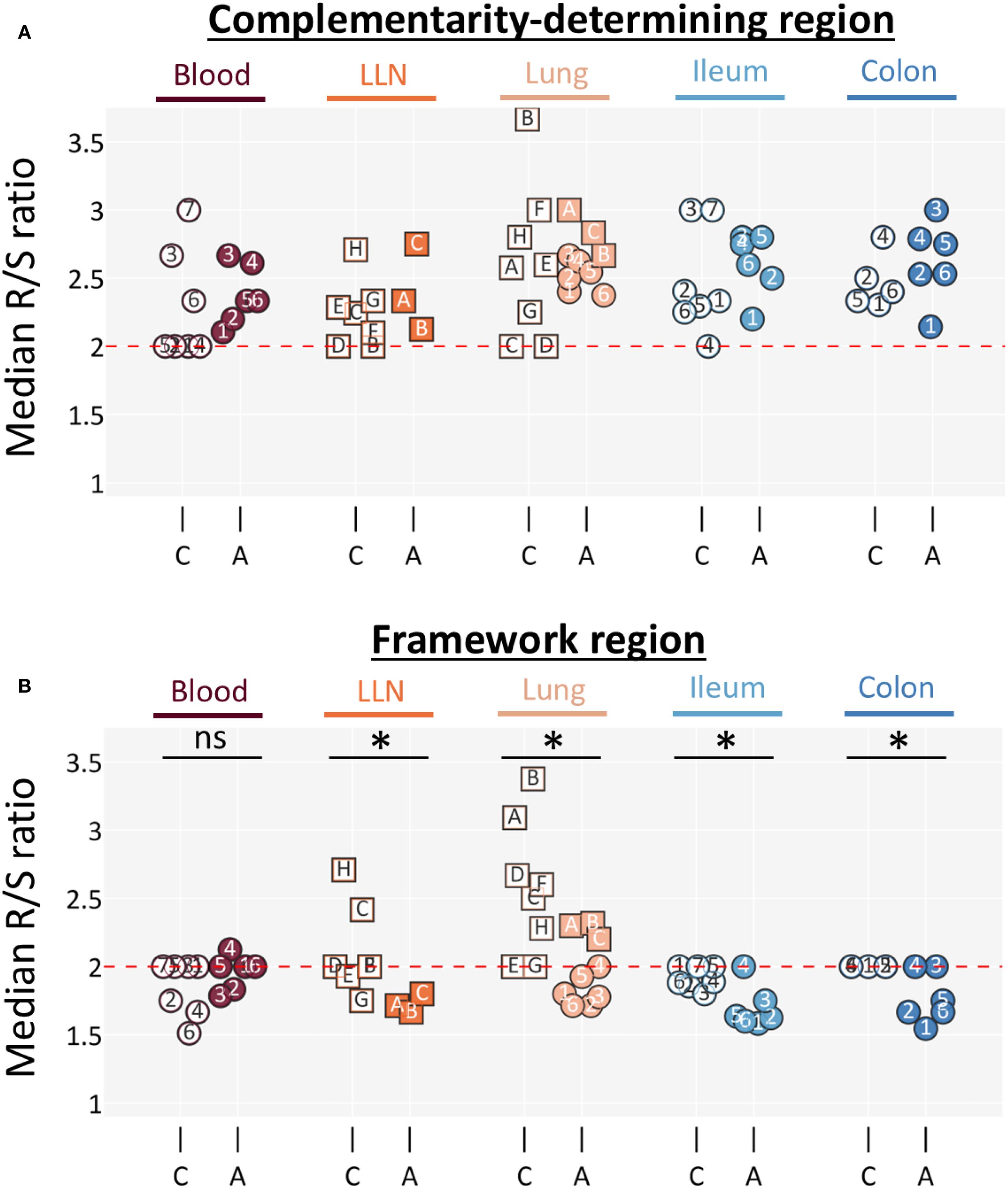 Scatter plots display the median R/S ratio across different body regions: blood, LLN, lung, ileum, and colon. Panel A highlights the complementarity-determining region, while Panel B shows the framework region. Data points are color-coded by region, with significant differences in LLN and colon marked by asterisks. The red dashed line represents the baseline R/S ratio of two.