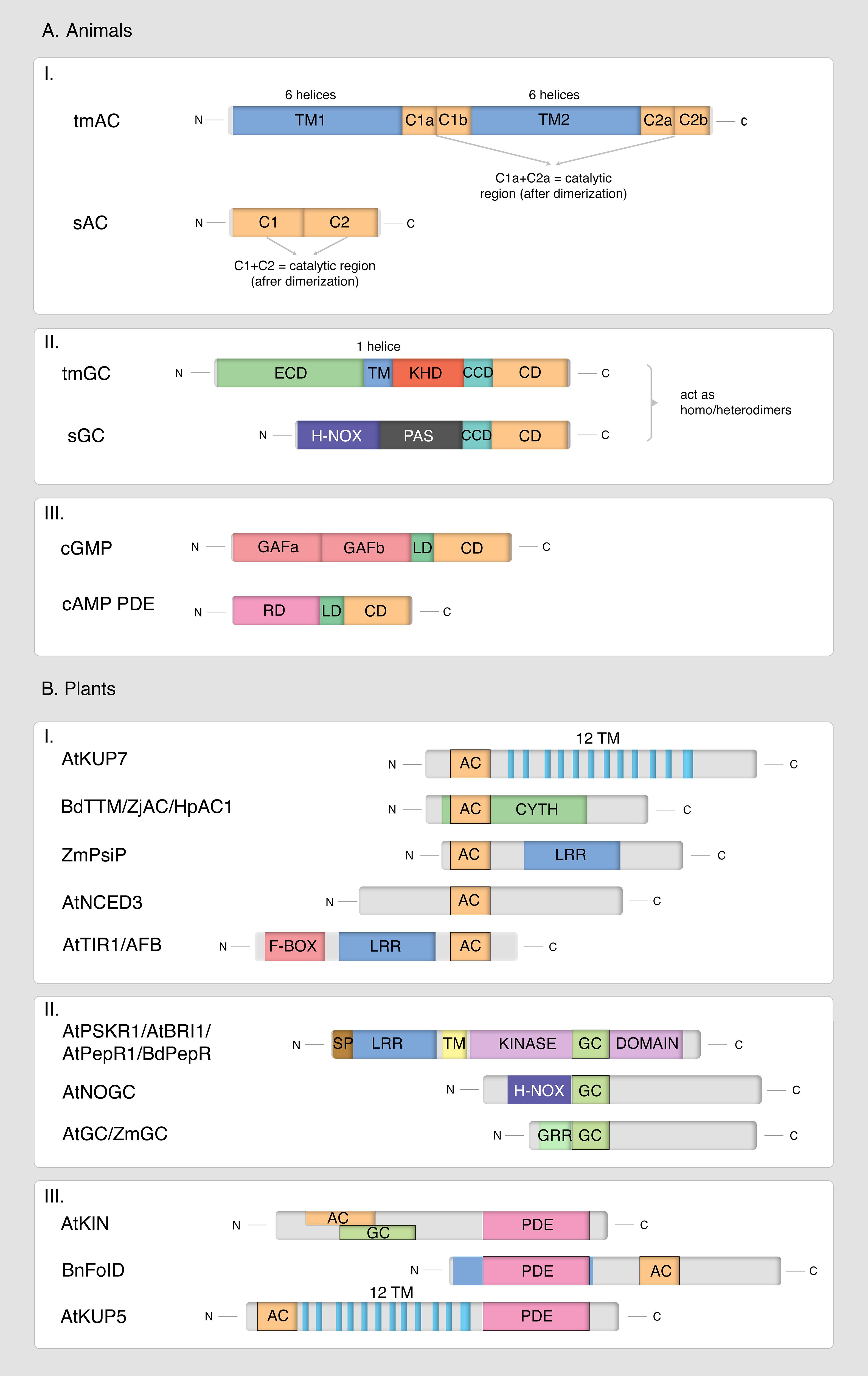 Diagram illustrating protein structure of cyclic monophosphate cyclases and phosphodiesterases in animals and plants. A. Animals: I. tmAC and sAC structures with catalytic regions C1, C2, C1a, C1b, C2a, C2b, and transmembrane helices. II. tmGC and sGC structures with domains ECD, TM, KHD, CCD, CD, H-NOX, and PAS. III. cGMP and cAMP PDE structures with domains GAfa, GAfb, LD, CD, and RD. B. Plants: I. Structures of AtKUP7, BdTTM/ZjAC/HpAC1, ZmPsiP, AtNCED3, AtTIR1/AFB with domains AC, CYTH, LRR, TM, F-BOX. II. Structures of AtPSKR1/AtBRI1/AtPepR1/BdPepR, AtNOGC, and AtGC/ZmGC with domains SP, LRR, TM, KINASE, DOMAIN, H-NOX, GRR. III. Structures of AtKIN, BnFoID, AtKUP5 with domains AC, GC, PDE, and twelve TM helices