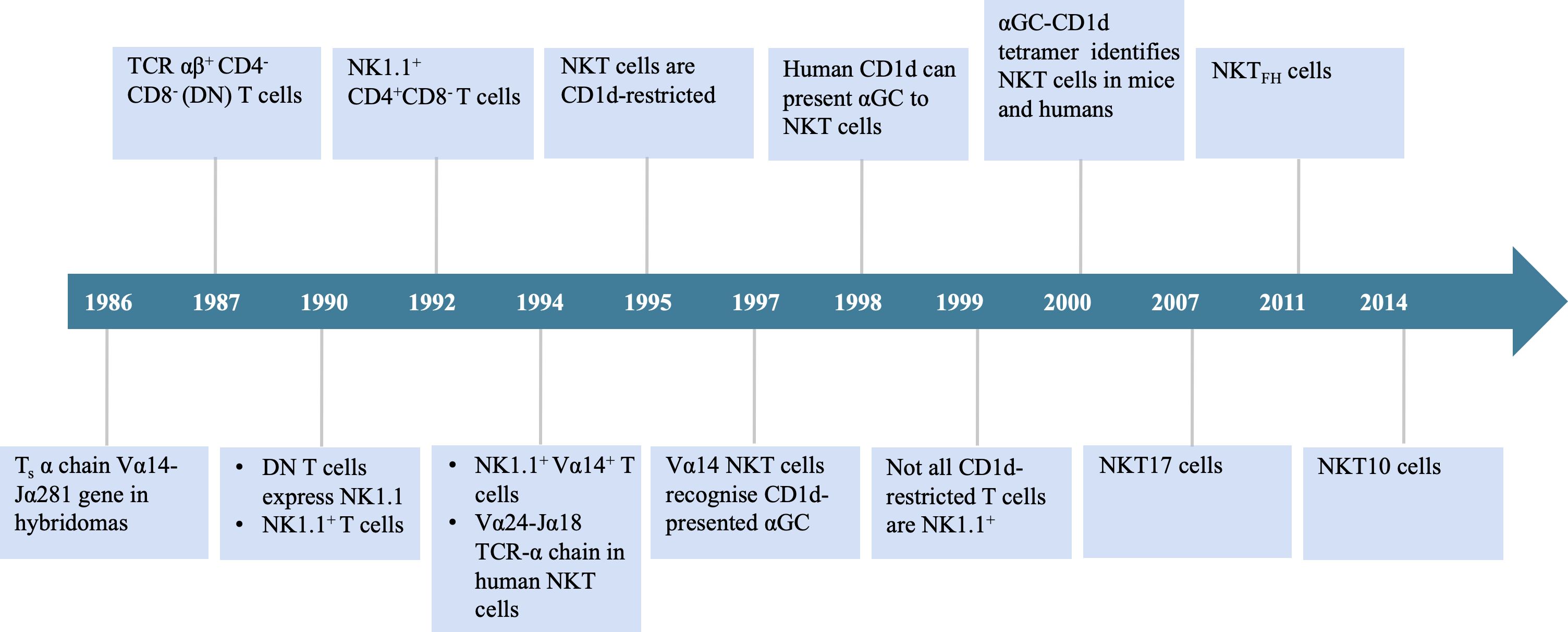 Timeline chart showing significant developments related to iNKT cells from 1986 to 2014. Key events include the identification of TCR ab⁺ CD4⁻ CD8⁻ T cells in 1987, NK1.1⁺ CD4⁺CD8⁻ T cells in 1992, and the role of human CD1d in presenting aGC to NKT cells in 1998. It also highlights the identification of NKT17 cells in 2007 and NKT10 cells in 2014.