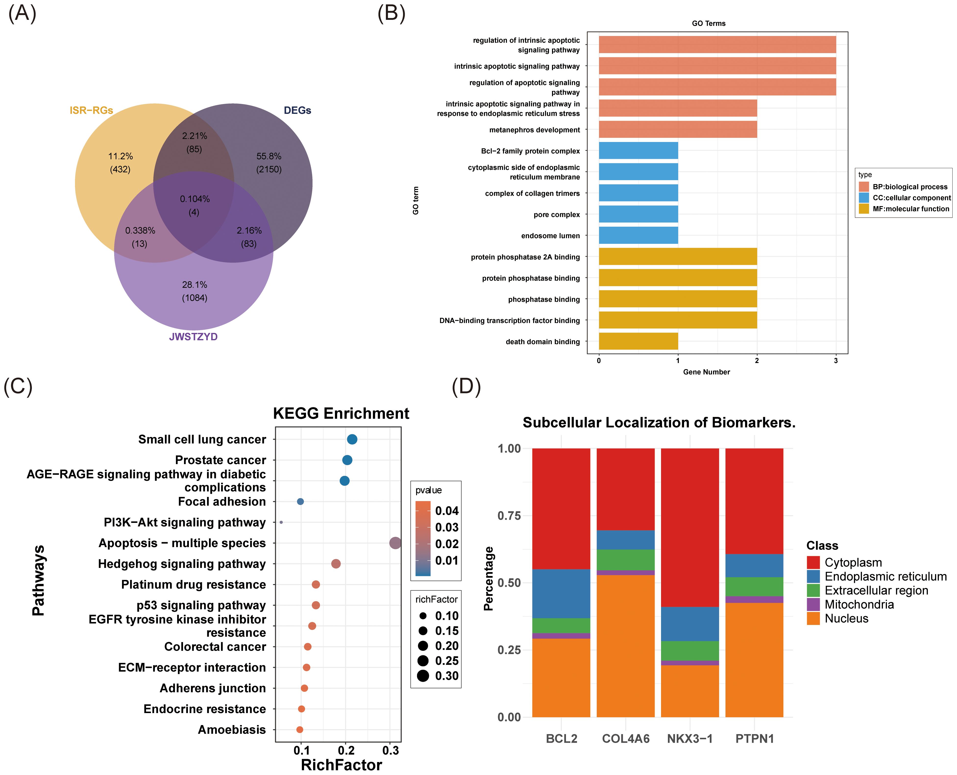 (A) Venn diagram showing overlap among ISR-RGs, DEGs, and JWSTZYD genes. (B) Bar chart displaying gene ontology terms by gene number and type, categorized into biological processes, cellular components, and molecular functions. (C) Scatter plot illustrating KEGG enrichment of various pathways, with dot size indicating rich factor and color representing p-value. (D) Stacked bar chart indicating subcellular localization of biomarkers BCL2, COL4A6, NKX3-1, and PTPN1, classified into cytoplasm, endoplasmic reticulum, extracellular region, mitochondria, and nucleus.