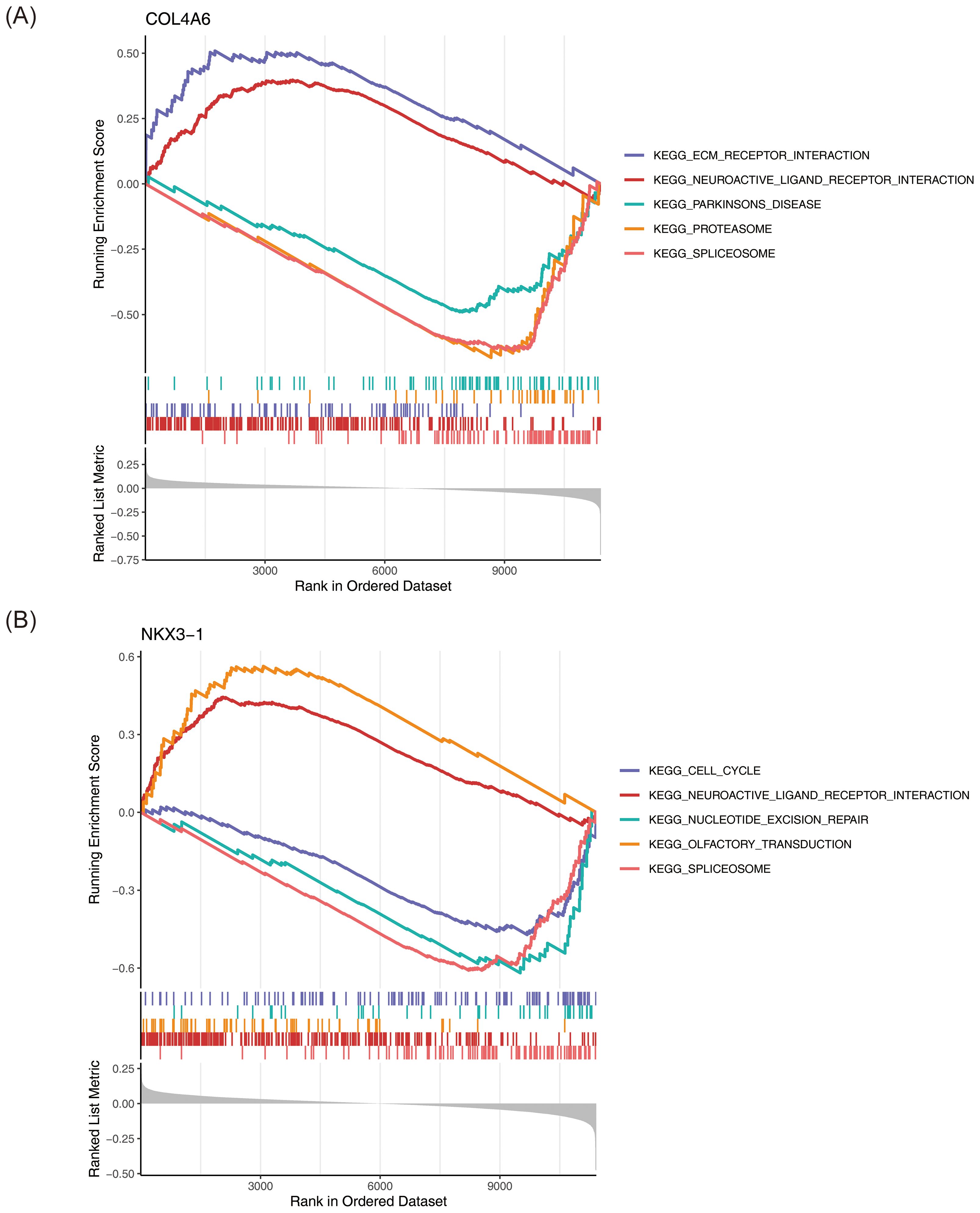 Two line graphs, labeled A and B, display running enrichment scores against rank in ordered datasets for gene sets. Graph A focuses on COL4A6 with KEGG pathways like ECM-receptor interaction and Parkinson's disease. Graph B centers on NKX3-1 featuring pathways such as cell cycle and nucleotide excision repair. Legends indicate pathway colors, with running scores showing enrichment variations across ranks, supported by ranked list metrics at the bottom.