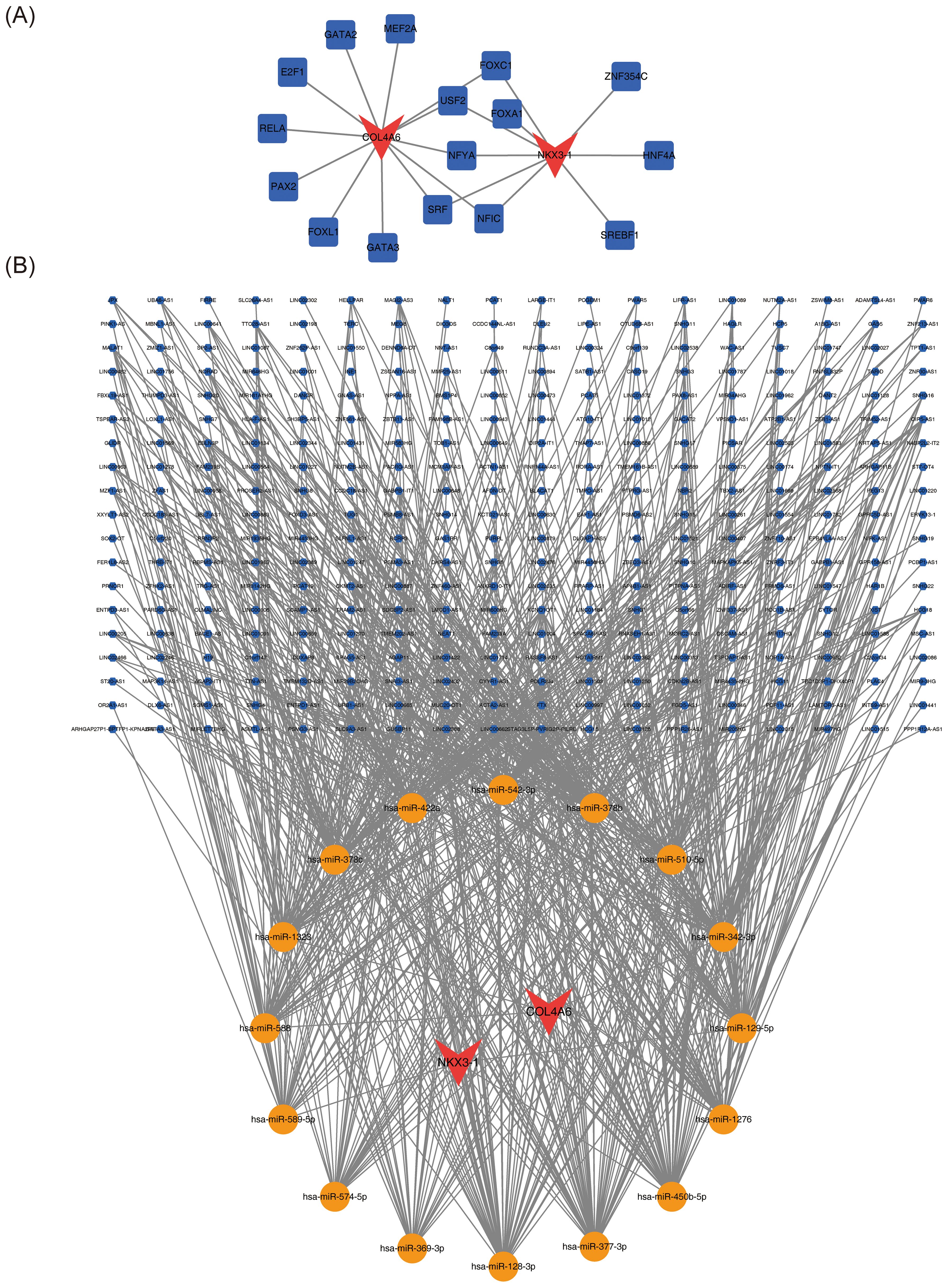 Diagram illustrating a gene regulatory network. Part A shows a network with central red triangles labeled “COL4A6” and “NKX3-1”, connected to several blue rectangles representing genes. Part B depicts an extensive network with multiple blue circles linked to orange circles marked as “miR” and red triangles. Connections are denoted by gray lines indicating relationships between genes and microRNAs.