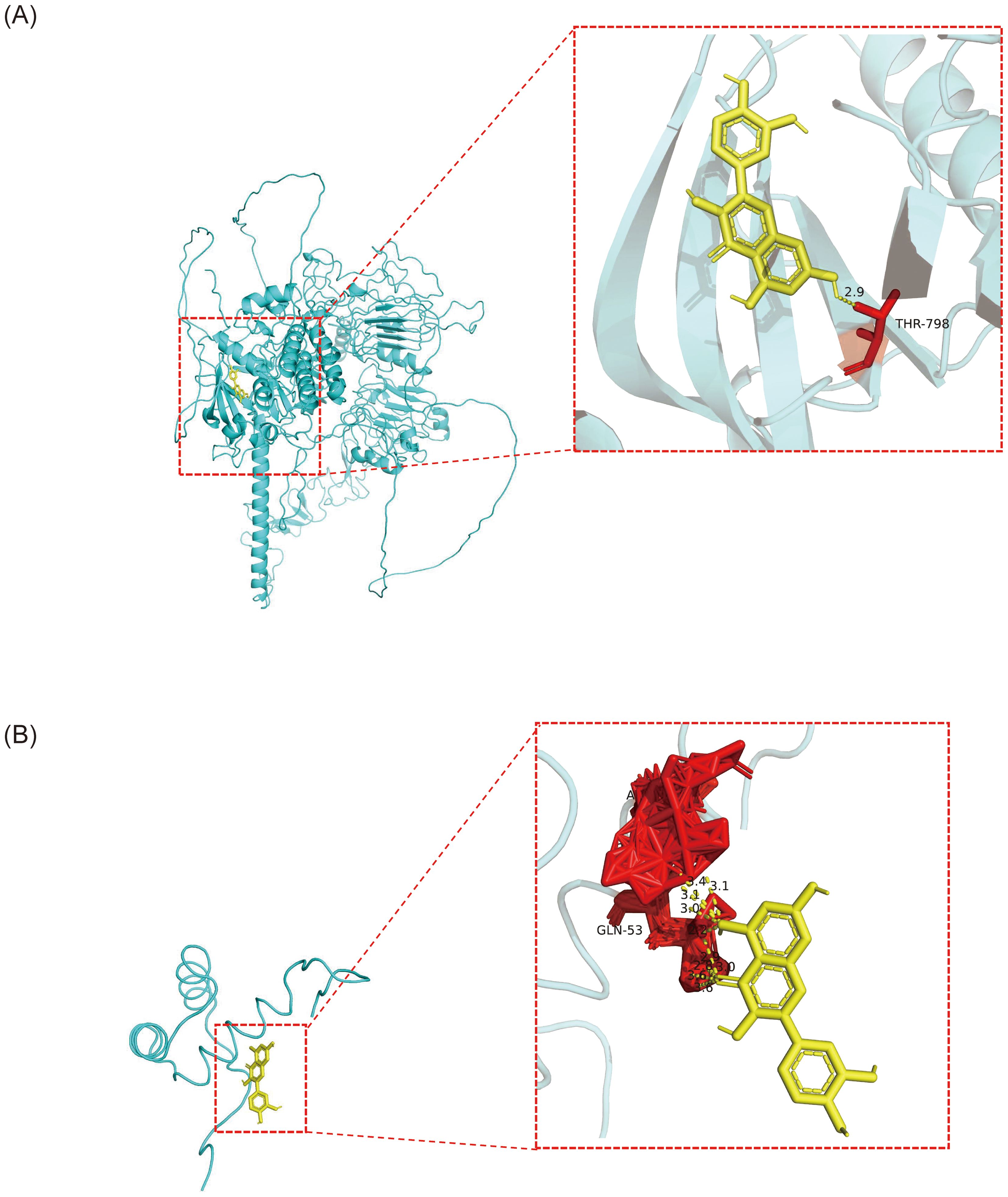 Diagram illustrating two molecular structures. (A) shows a protein complex with a zoomed-in section highlighting a yellow molecule interacting with THR-798, marked with a distance of 2.9. (B) displays another protein structure with a close-up view revealing a yellow molecule near GLN-53, with distances marked as 3.4, 3.1, and 3.0. Both zoomed-in sections are enclosed in red dashed boxes.