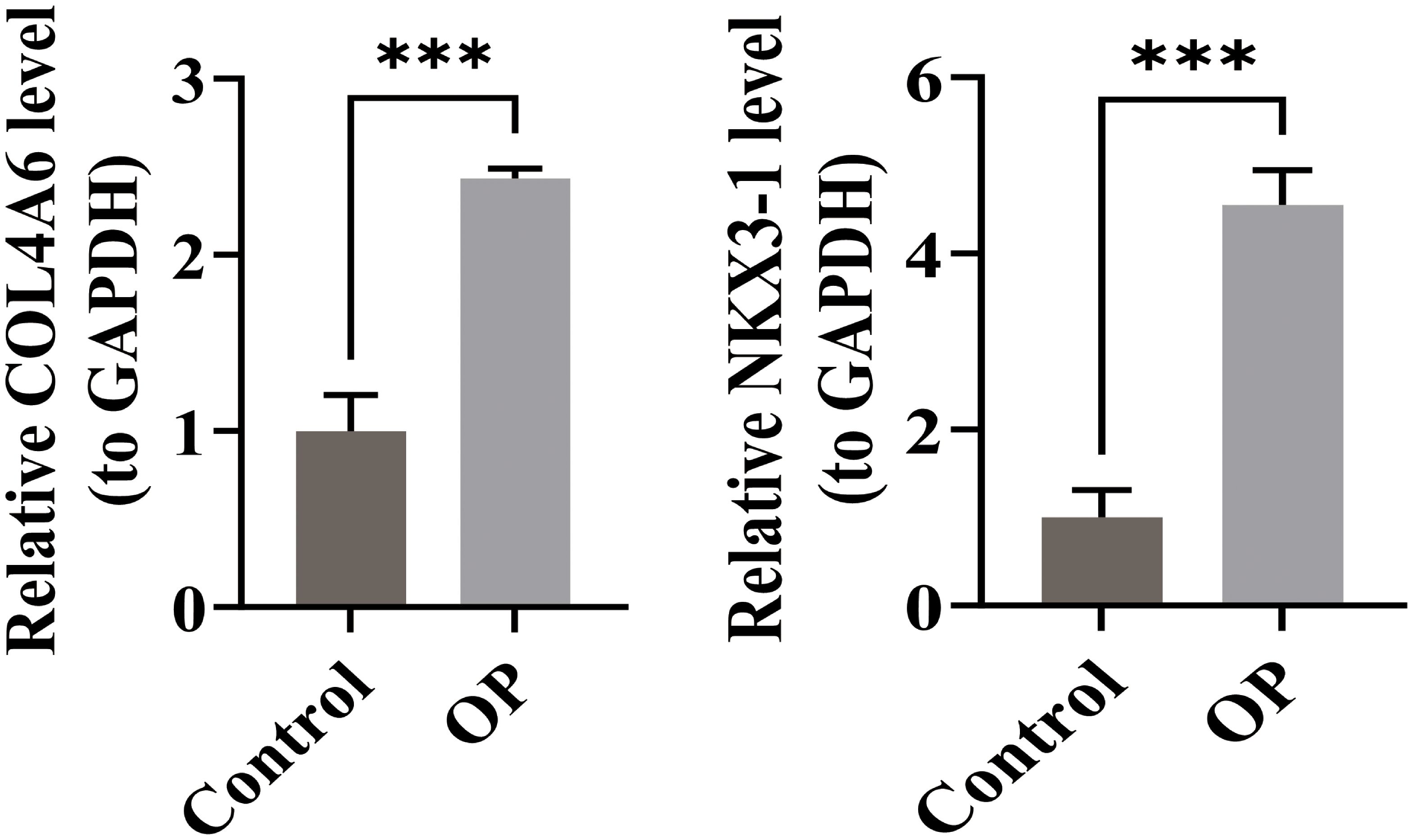 Bar graphs comparing the relative levels of COL4A6 and NKX3-1 to GAPDH between Control and OP groups. Both graphs show significantly higher levels in the OP group indicated by three asterisks for statistical significance.