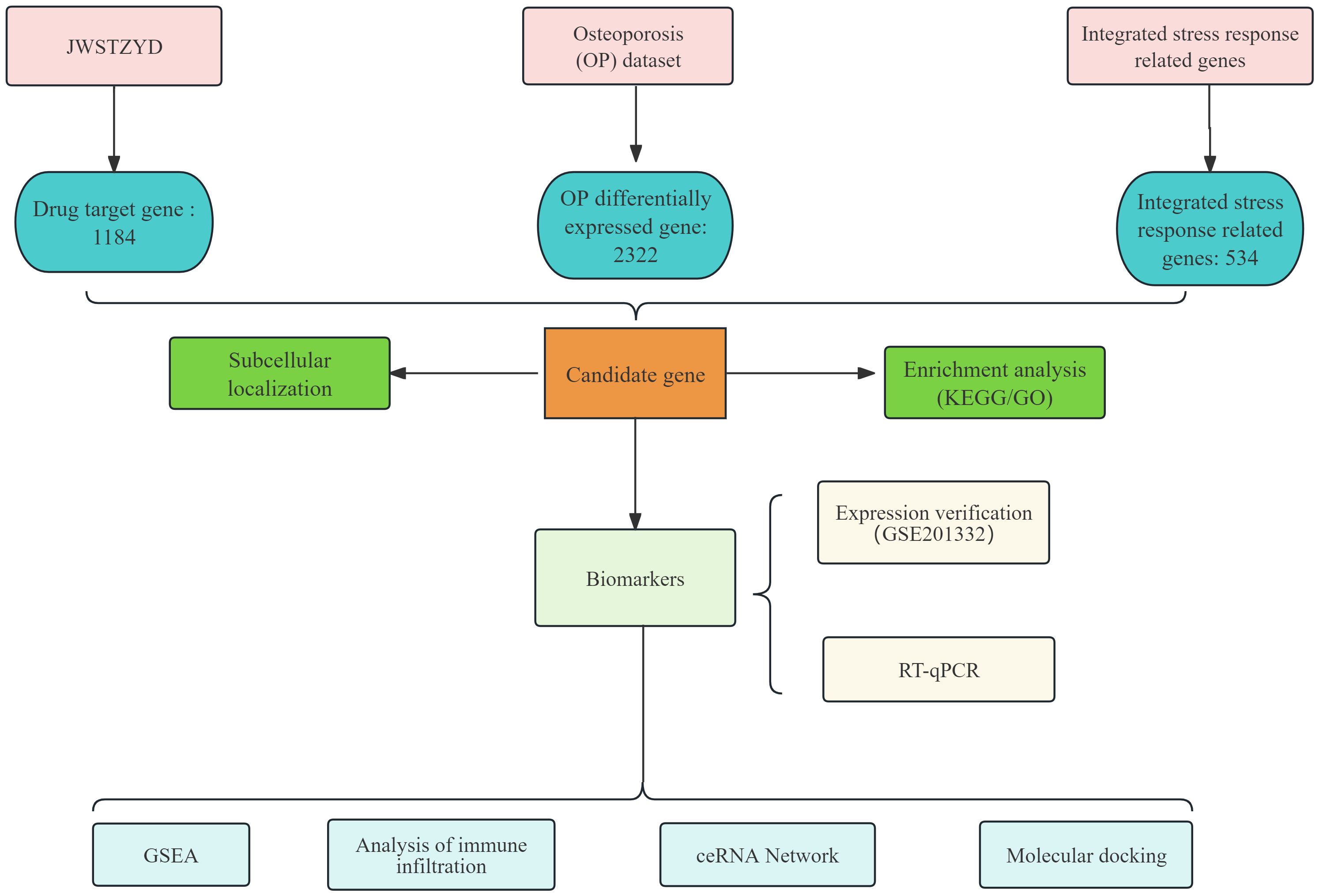 Flowchart depicting the identification of candidate genes related to osteoporosis. It starts with three datasets: drug target genes (1184), osteoporosis differentially expressed genes (2322), and integrated stress response-related genes (534). These converge to identify a candidate gene, which undergoes enrichment analysis and subcellular localization. Biomarkers are identified, with expression verification via GSE201332 and RT-qPCR. Additional analyses include GSEA, immune infiltration, ceRNA network, and molecular docking.