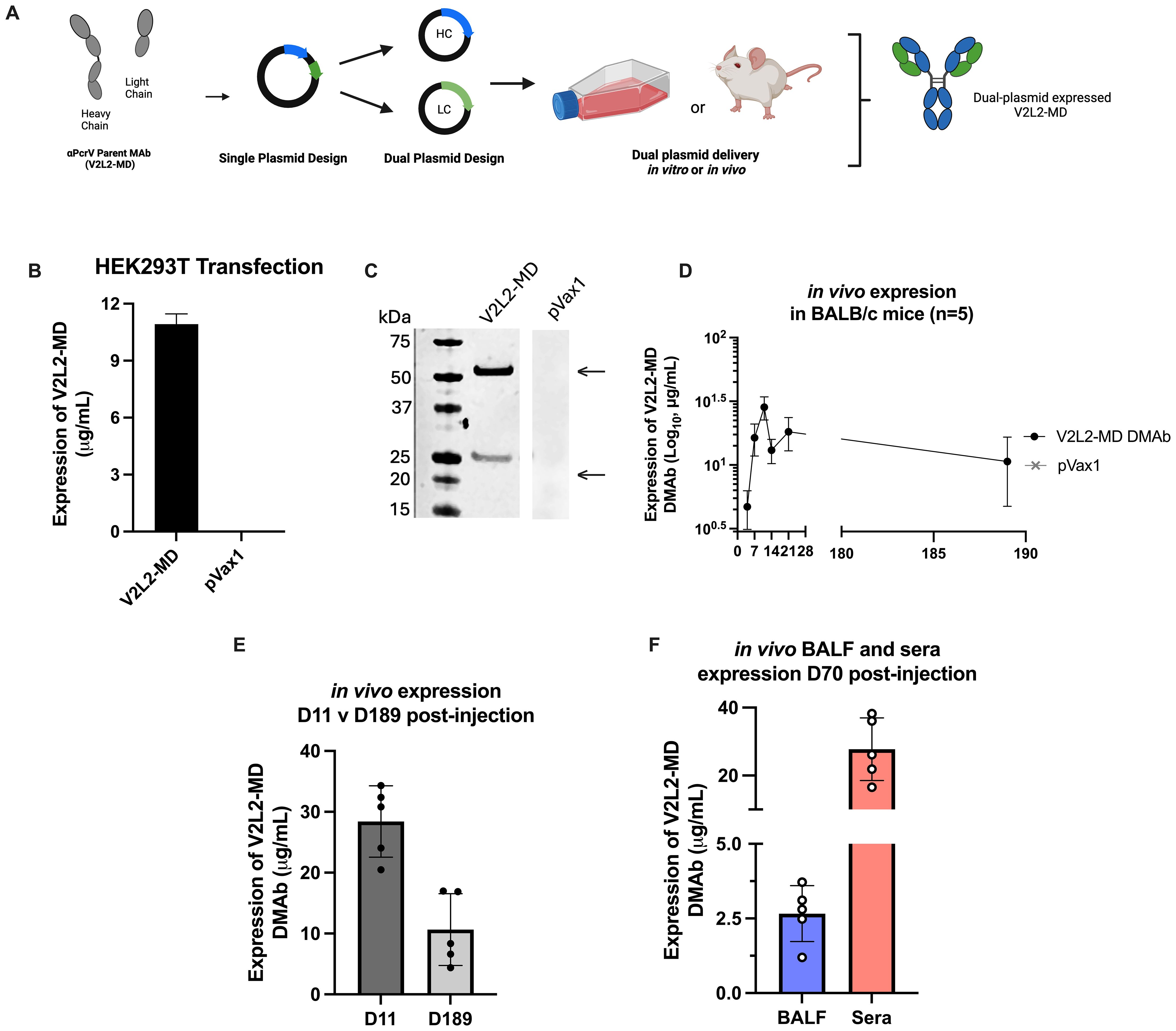 Diagram illustrating various stages of V2L2-MD expression study. (A) Diagrammatic workflow showing single and dual plasmid design with in vitro and in vivo delivery. (B) Bar chart of HEK293T transfection showing higher expression of V2L2-MD compared to pVax1. (C) Western blot image showing protein bands for V2L2-MD and pVax1 plasmids. (D) Line graph of in vivo expression in BALB/c mice showing V2L2-MD and pVax1 levels over time. (E) Bar chart comparing V2L2-MD expression on day eleven and day one hundred eighty-nine post-injection. (F) Bar chart showing V2L2-MD expression in bronchoalveolar lavage fluid and sera on day seventy post-injection.