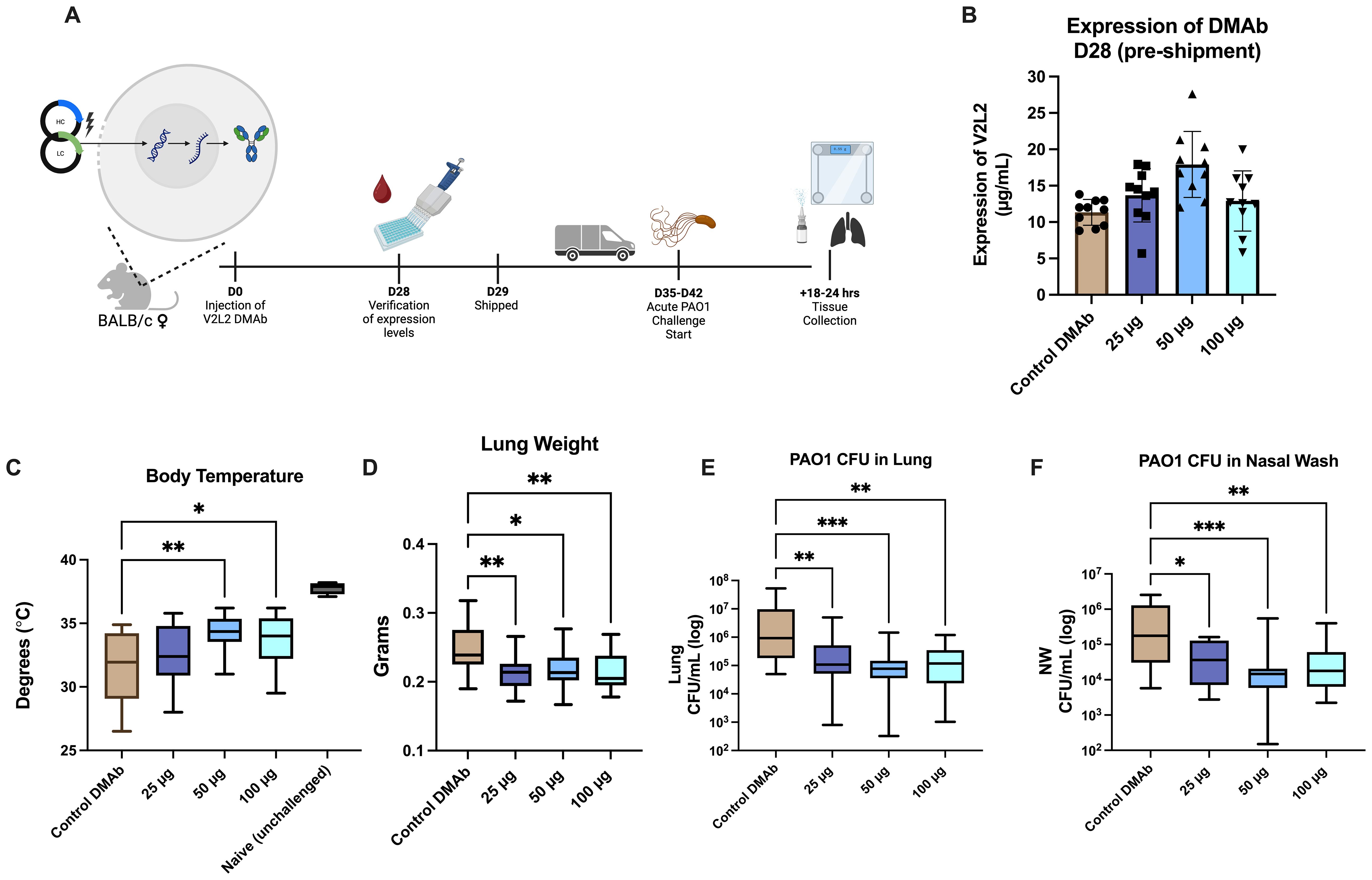 Diagram and graphs illustrating a study on V2L2 DMAb. Panel A depicts the experimental timeline, including injection, expression verification, shipment, challenge, and tissue collection in mice. Panel B shows a bar graph of DMAb expression levels, indicating higher expression with increased DMAb doses. Panels C, D, E, and F display box plots for body temperature, lung weight, PAO1 CFU in lung, and PAO1 CFU in nasal wash, respectively. Statistical significance is marked with asterisks indicating variability among different DMAb dosages and the control group.