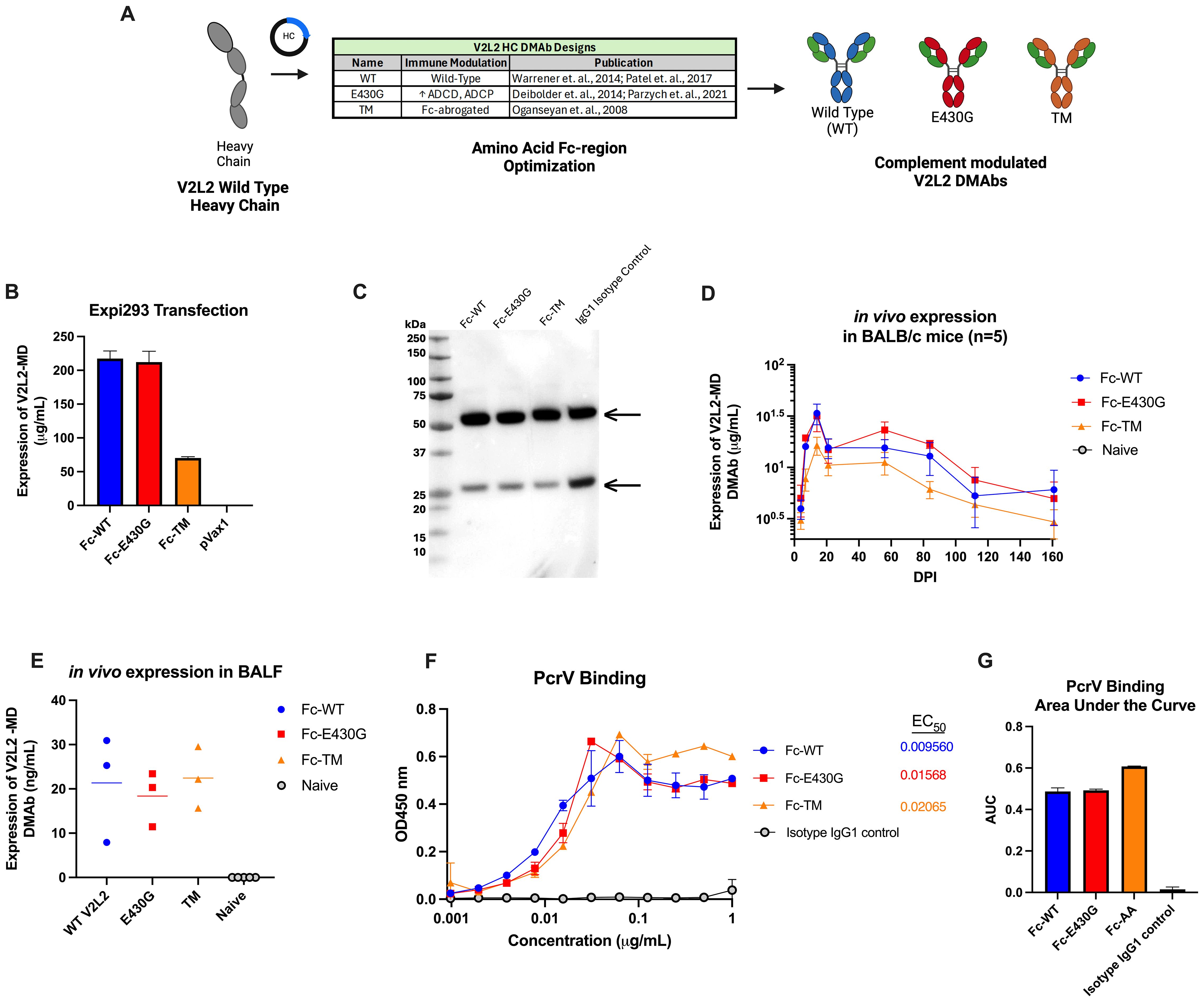Diagram depicting optimized V2L2 DMAb designs with amino acid Fc-region optimization. It includes a process flowchart (A), bar graph comparing Expi293 transfection expressions (B), protein gel with bands highlighted (C), line graph of in vivo expression in BALB/c mice (D), scatter plot of in vivo expression in BALF (E), line graph showing PcrV binding assays (F), and a bar graph for binding area under the curve (G). Various Fc modifications are analyzed, including Wild Type, E430G, and TM.