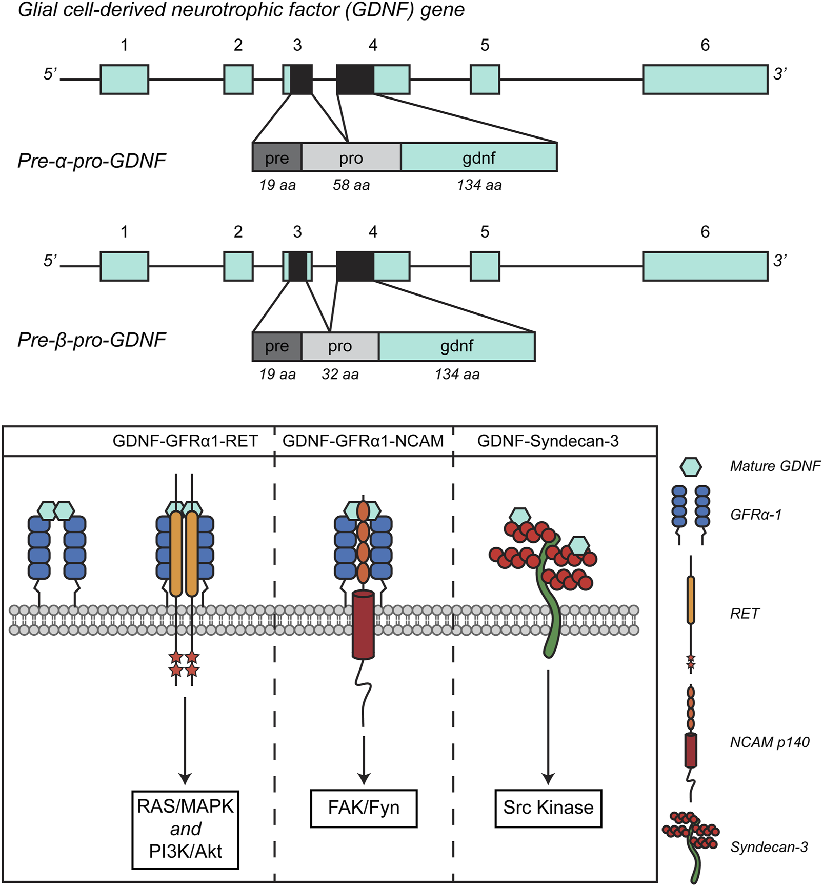 Diagram illustrating the Glial cell-derived neurotrophic factor (GDNF) gene, showing pre-α and pre-β forms with respective domains and amino acid counts. Below, the diagram outlines three pathways: GDNF-GFRα1-RET with RAS/MAPK and PI3K/Akt signaling, GDNF-GFRα1-NCAM with FAK/Fyn signaling, and GDNF-Syndecan-3 with Src Kinase signaling. Components include mature GDNF, GFRα-1, RET, NCAM p140, and Syndecan-3.