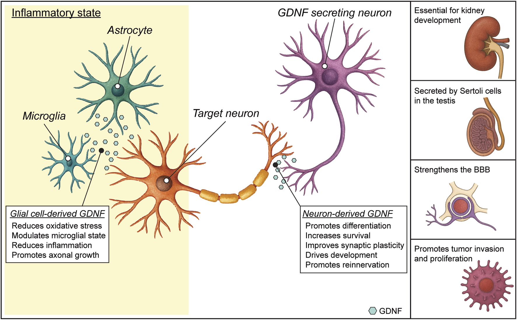 Illustration depicting the role of Glial cell-derived neurotrophic factor (GDNF) in an inflammatory state. Astrocytes and microglia release GDNF, influencing target neurons by reducing oxidative stress and promoting growth. A GDNF-secreting neuron affects a target neuron, aiding differentiation and survival. The right panel shows GDNF's systemic roles: essential for kidney development, secreted by Sertoli cells, strengthening the blood-brain barrier, and promoting tumor invasion.
