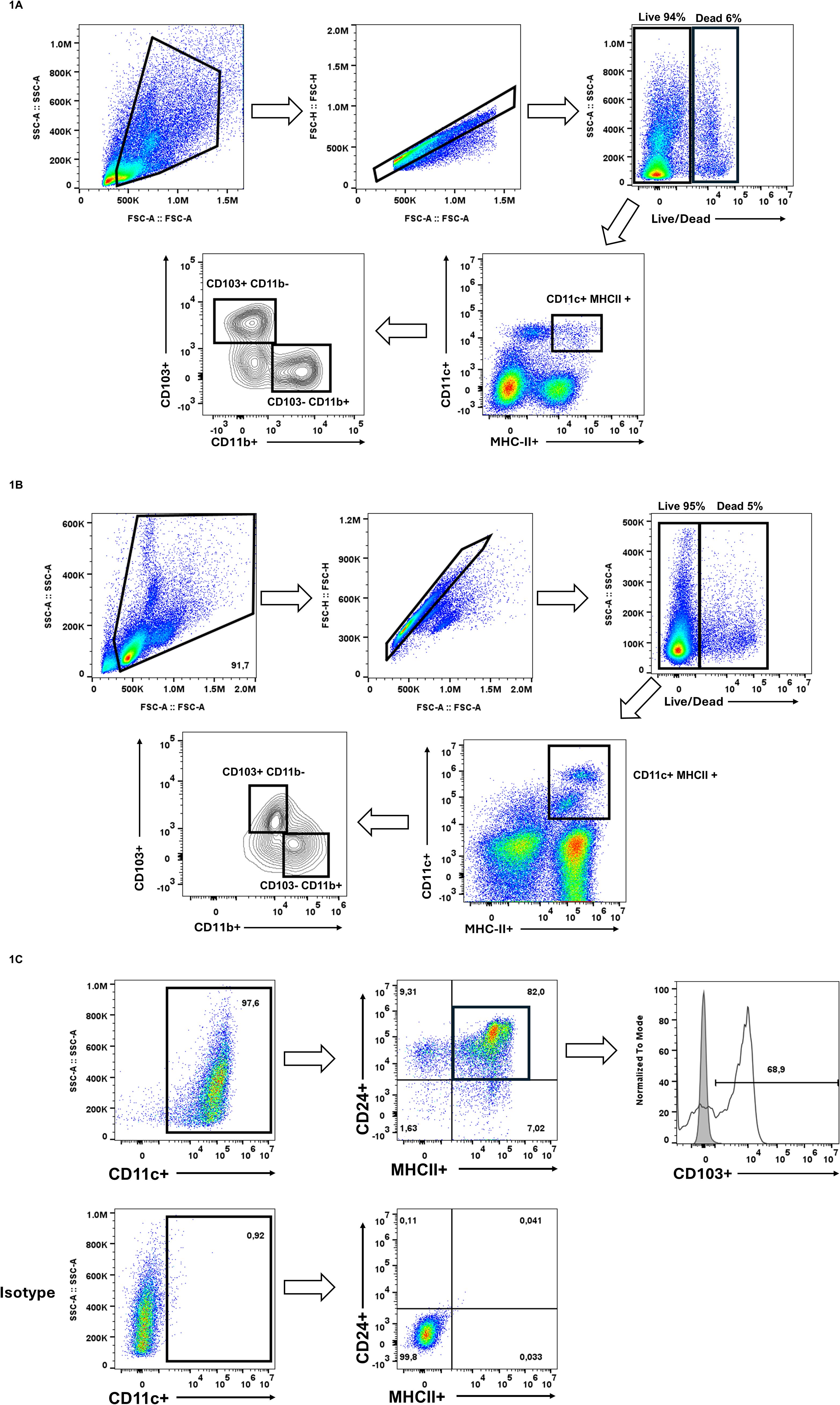Flow cytometry analysis diagrams depict different cell populations. Panel 1A illustrates sequences for gating live and dead cells, and identifying CD11c+ MHCII+ and CD103+ CD11b− populations. Panel 1B follows a similar analysis with different percentages. Panel 1C shows CD11c+ and MHCII+ gating, including an isotype control for comparison. Data is visualized with scatter and contour plots, highlighting live cell percentages and specific marker expressions.