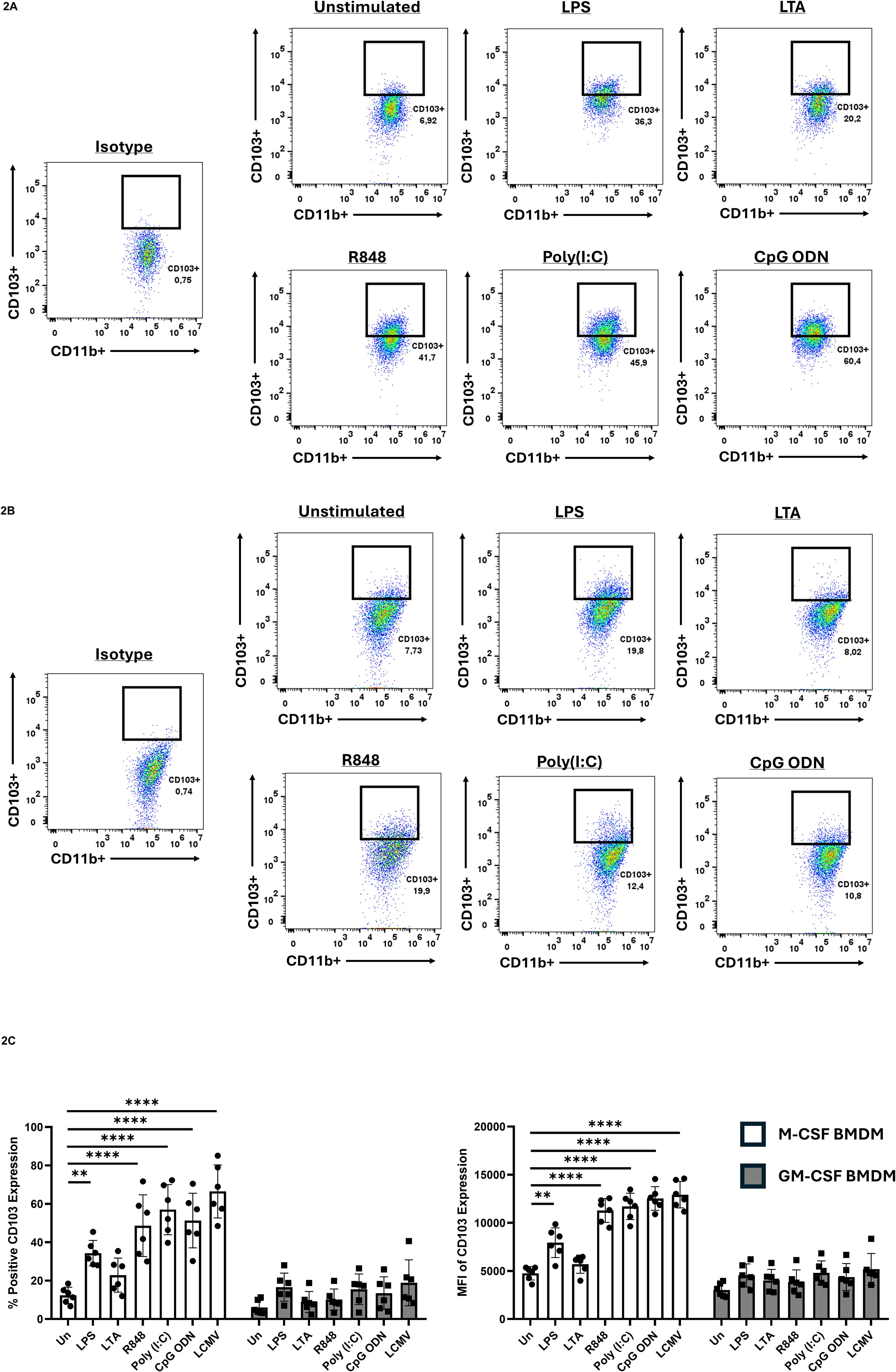 Flow cytometry analysis showing CD103 and CD11b expression in cells treated with different stimulants (Unstimulated, LPS, LTA, R848, Poly(I:C), CpG ODN) compared to isotype controls. Panels 2A and 2B present dot plots for M-CSF and GM-CSF derived BMDMs, respectively. Panel 2C displays bar graphs quantifying percentage and mean fluorescence intensity of CD103+ expression across different treatments, with statistical significance indicated by asterisks.