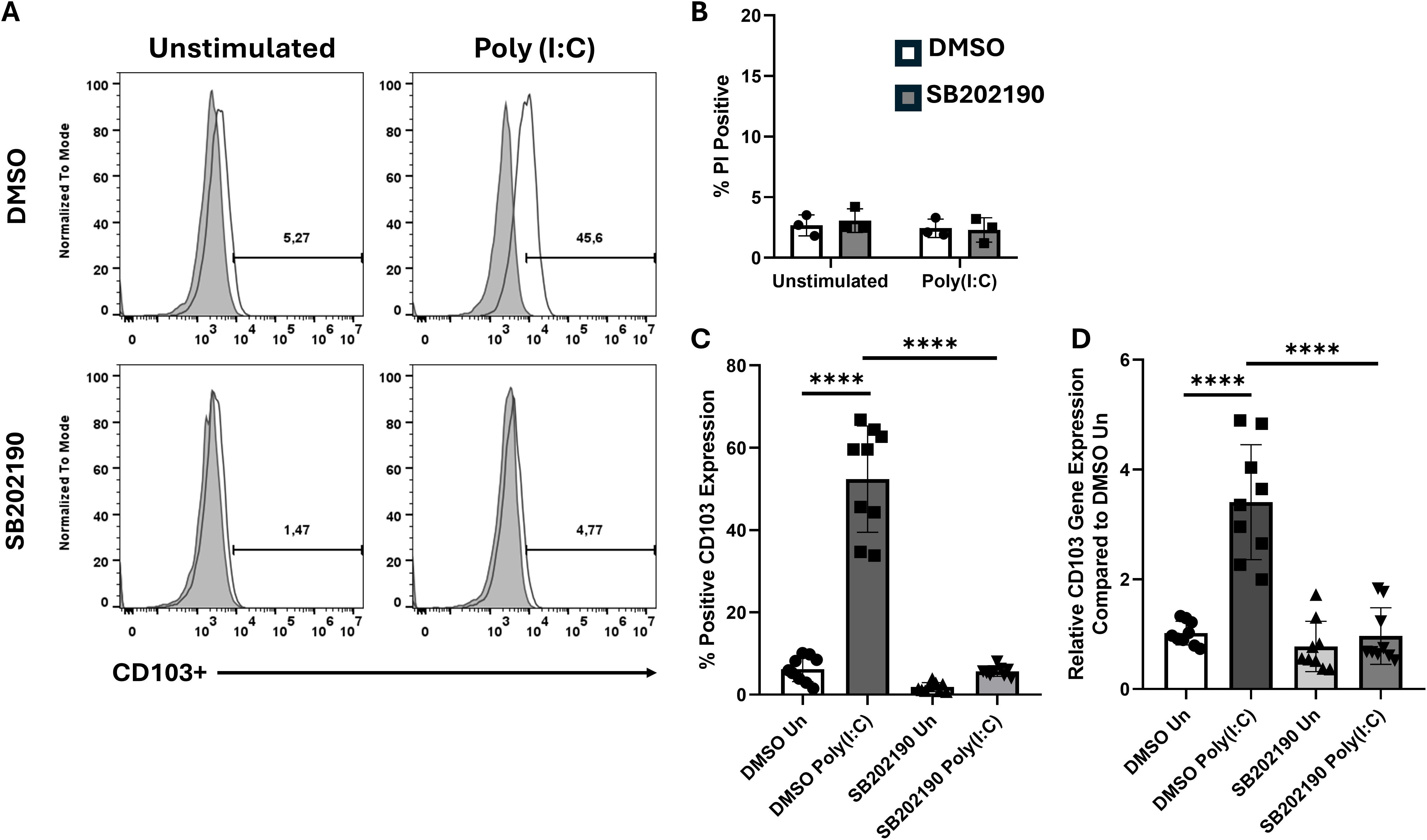 Panel A shows flow cytometry histograms indicating CD103 expression in DMSO and SB202190 treated cells, both unstimulated and stimulated with Poly (I:C), with notable peaks at different levels. Panel B is a bar graph depicting the percentage of PI-positive cells under the same conditions. Panel C shows a bar graph of percentage positive CD103 expression with significantly higher levels in DMSO Poly (I:C) conditions, marked by asterisks indicating statistical significance. Panel D presents relative CD103 gene expression compared to DMSO unstimulated controls, highlighting increased expression in DMSO Poly (I:C) conditions, also with statistical significance.