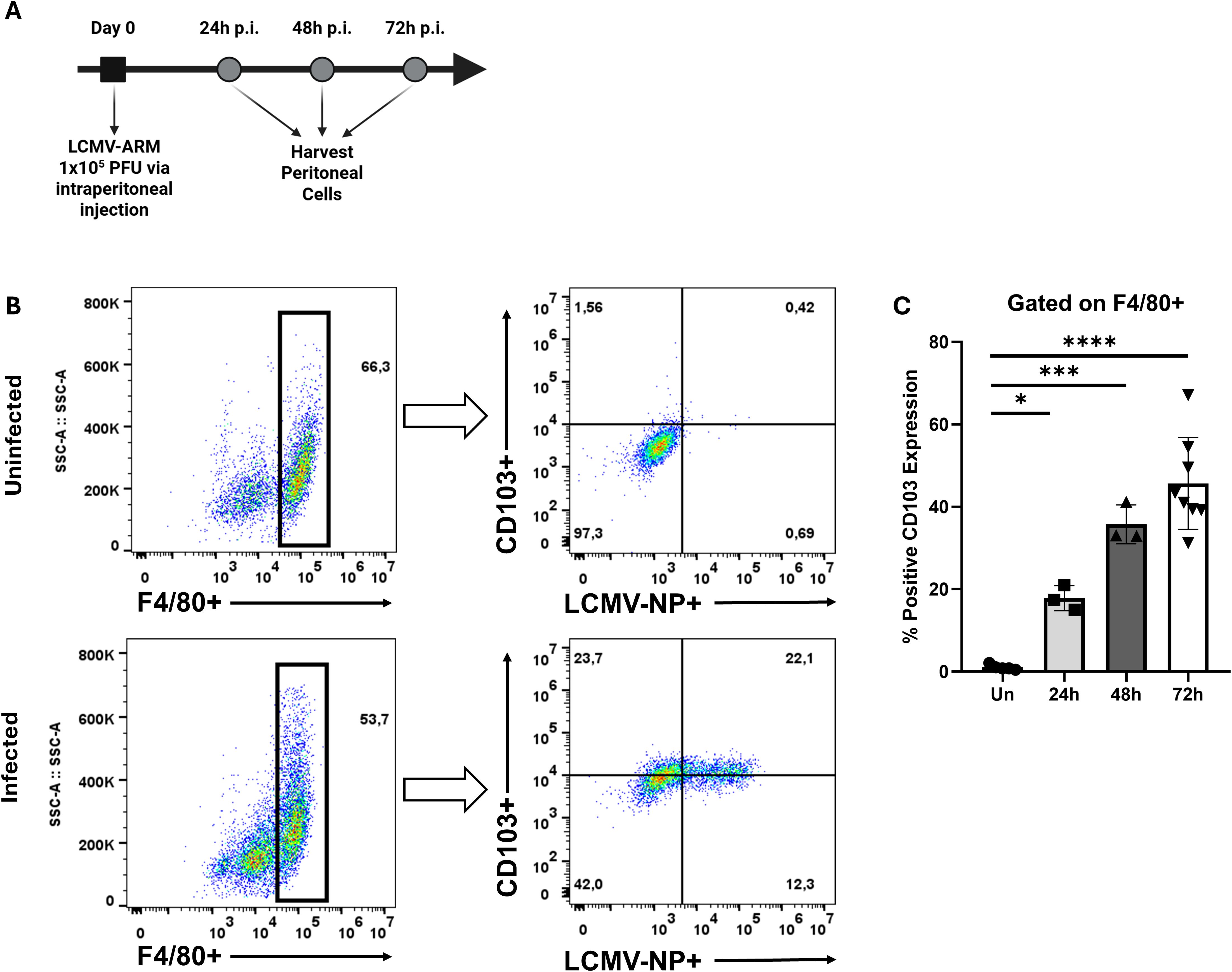 The image consists of three panels related to a study on LCMV infection. Panel A shows a timeline diagram of LCMV infection and cell harvest at different time points post-infection. Panel B includes flow cytometry dot plots comparing F4/80+ cell populations in uninfected and infected conditions, highlighting CD103+ and LCMV-NP+ cells. Panel C presents a bar graph showing the percentage of positive CD103 expression on F4/80+ cells over time, with statistical significance indicated by asterisks.