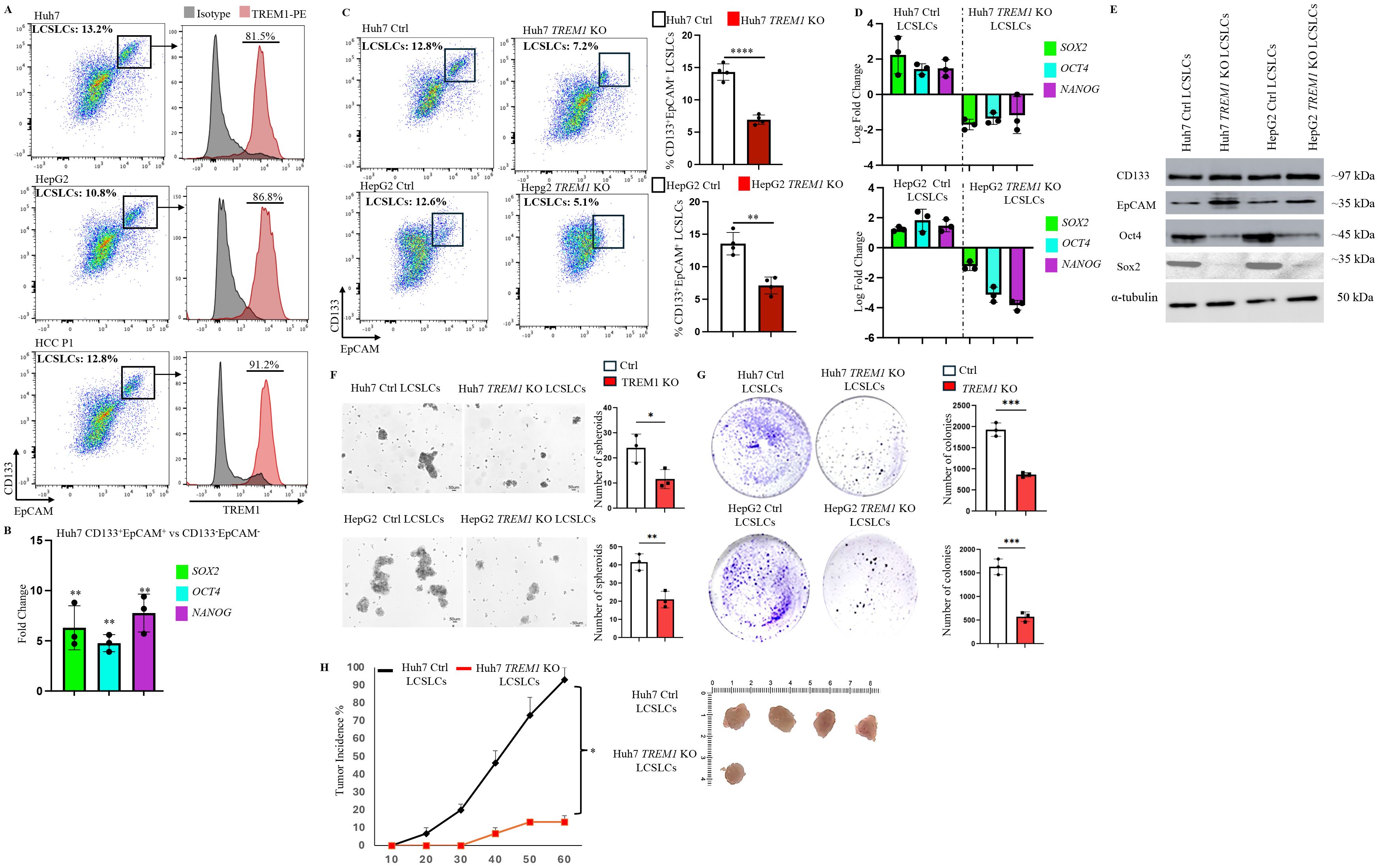 The image is a scientific figure with multiple panels showing flow cytometry plots, bar graphs, Western blotting results, cell culture assays, and tumor growth data, related to studies on TREM1 gene knockout in liver cancer stem-like cells. The flow cytometry panels display percentages of LCSLCs in various cell lines. Bar graphs illustrate fold changes and log fold changes for markers such as SOX2, OCT4, and NANOG. Western blot results show expressions of CD133, EpCAM, Oct4, and Sox2. Culture assays are presented in forms of spheres and colony formations. A line graph in panel H depicts tumor incidence over time.