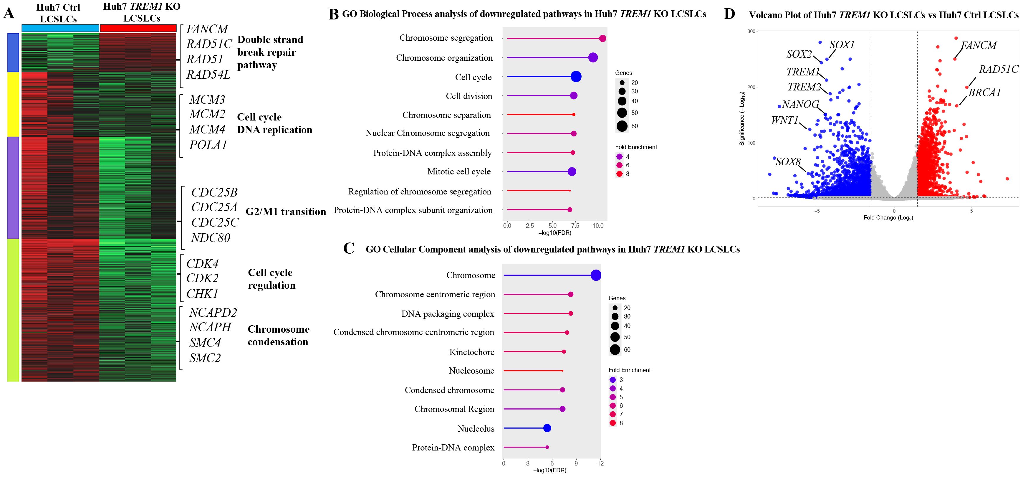 Heatmap and graphs illustrate gene expression analysis in Huh7-TREM1 KO LCSLCs. Panel A shows a heatmap comparing Huh7-Ctrl and Huh7-TREM1 KO. Panels B and C display GO analyses of downregulated pathways related to biological processes and cellular components, with fold enrichment and gene count. Panel D presents a volcano plot of gene expression changes, highlighting significant genes like FANCM and SOX2.