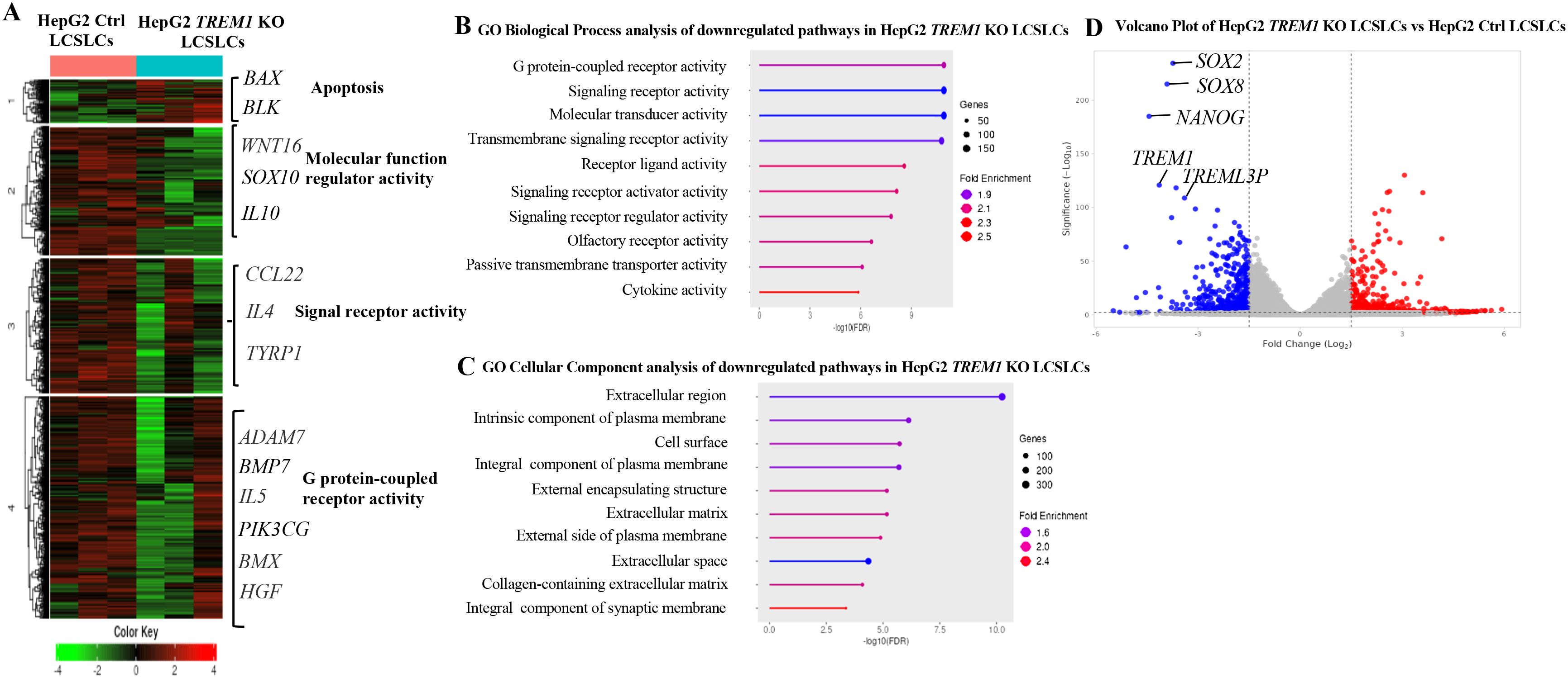 Heatmap and charts analyzing downregulated pathways in HepG2-TREM1 KO LCSLCs. Panel A: Heatmap of gene expression with a color key. Panel B: Bar chart for GO Biological Process analysis. Panel C: Bar chart for GO Cellular Component analysis. Panel D: Volcano plot showing fold change and significance for HepG2-TREM1 KO versus HepG2-Ctrl LCSLCs, with specific genes labeled.