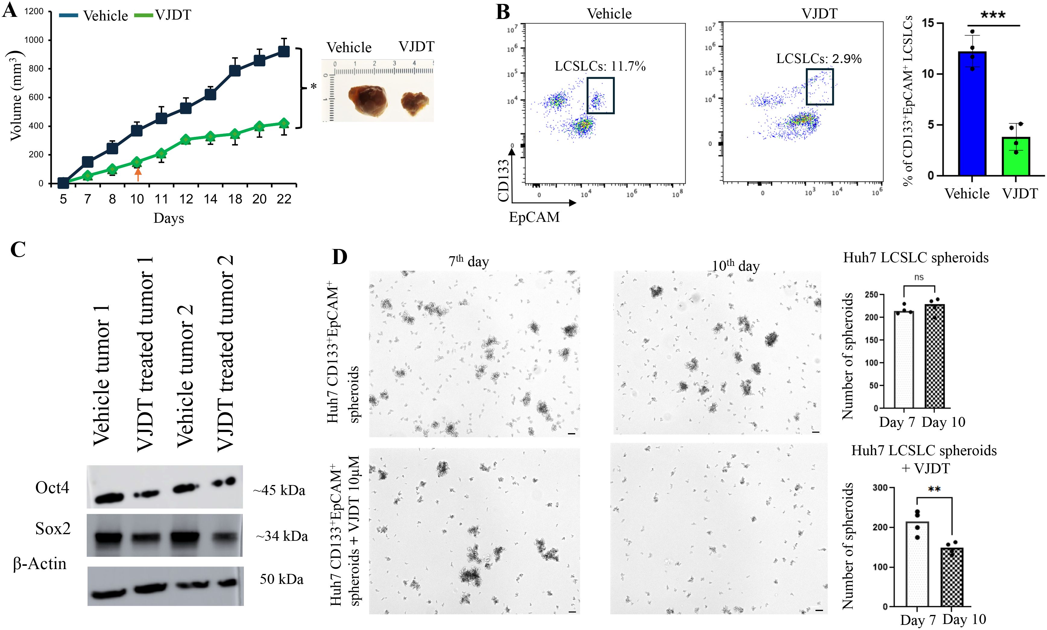 Scientific figure divided into four panels. Panel A shows a line graph comparing tumor volume over time between vehicle and VJDT treatments, indicating a significant reduction in volume with VJDT. Insets display tumor images. Panel B contains flow cytometry plots of CD133 and EpCAM expression, showing a decrease in LCSLCs with VJDT. The bar graph quantifies these differences. Panel C presents Western blots for Oct4, Sox2, and β-Actin in vehicle and VJDT-treated tumors, demonstrating reduced expression with VJDT. Panel D features microscopic images of Huh7 spheroids on days 7 and 10, with and without VJDT, alongside bar graphs showing a decrease in spheroid number over time with VJDT treatment.