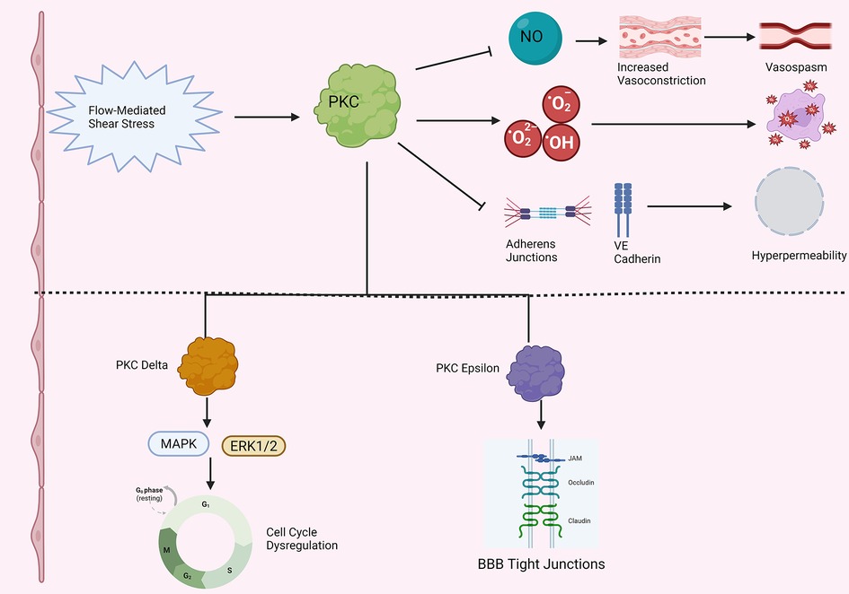 Flow-mediated shear stress activates PKC, which influences vasoconstriction through impaired nitric oxide activity, increases reactive oxygen species, and affects adherens junctions and VE cadherin, leading to hyperpermeability. PKC delta impacts MAPK/ERK1/2 pathways, causing cell cycle dysregulation. PKC epsilon affects blood brain barrier tight junctions via enhanced occludin and claudin degradation.