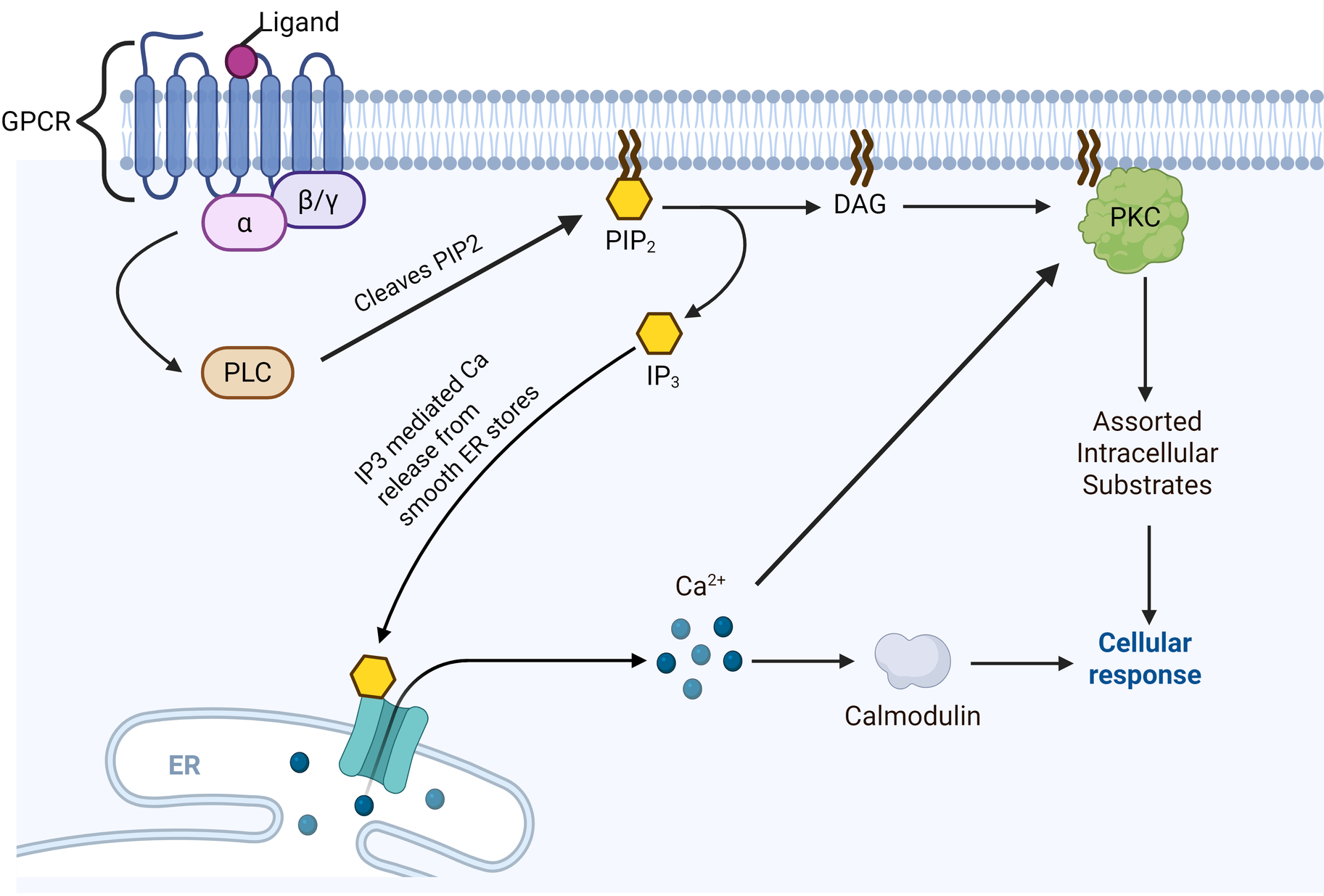 Diagram depicting PKC activation. A ligand binding to GPCR activates G protein subunits α and β/γ, which stimulate PLC. PLC cleaves PIP2, forming DAG and IP3. IP3 triggers Ca2+ release from the ER, activating calmodulin. DAG activates PKC, leading to assorted intracellular substrate activation and a cellular response.