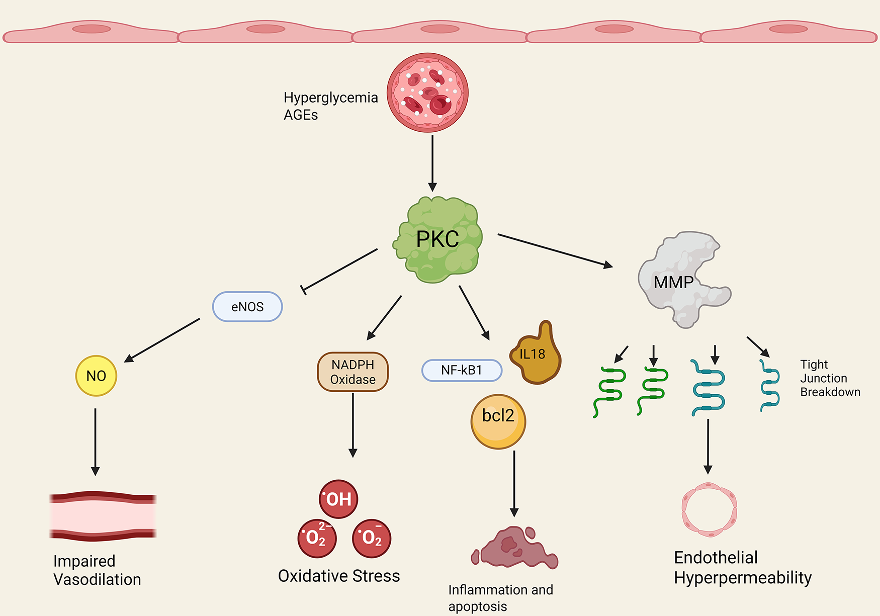 Diagram illustrating the effects of hyperglycemia and AGEs on PKC activation. PKC activation influences eNOS, NADPH oxidase, NF-kB1, bcl2, and MMP pathways. Outcomes include impaired vasodilation, oxidative stress, inflammation, apoptosis, and endothelial hyperpermeability.