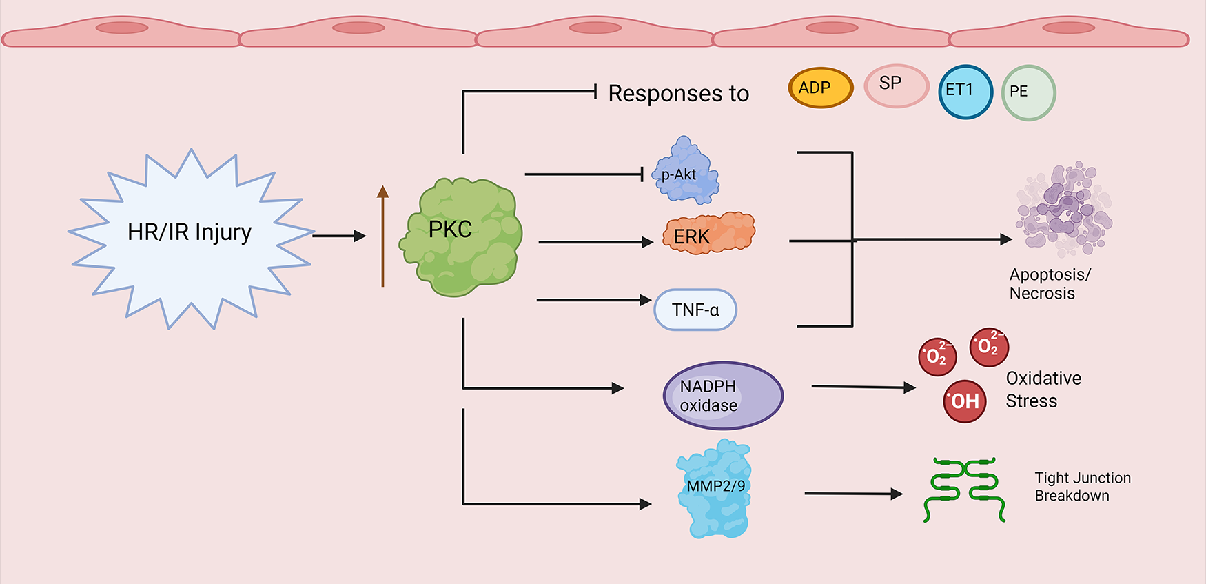 Flowchart illustrating the effects of HR/IR injury activating PKC, which in turn triggers responses such as inhibition of p-Akt and activation of ERK, TNF-alpha, and NADPH oxidase, along with abnormal responses to intracellular signaling molecules ADP, SP, ET1, and phenylephrine leading to apoptosis/necrosis, oxidative stress, and tight junction breakdown.